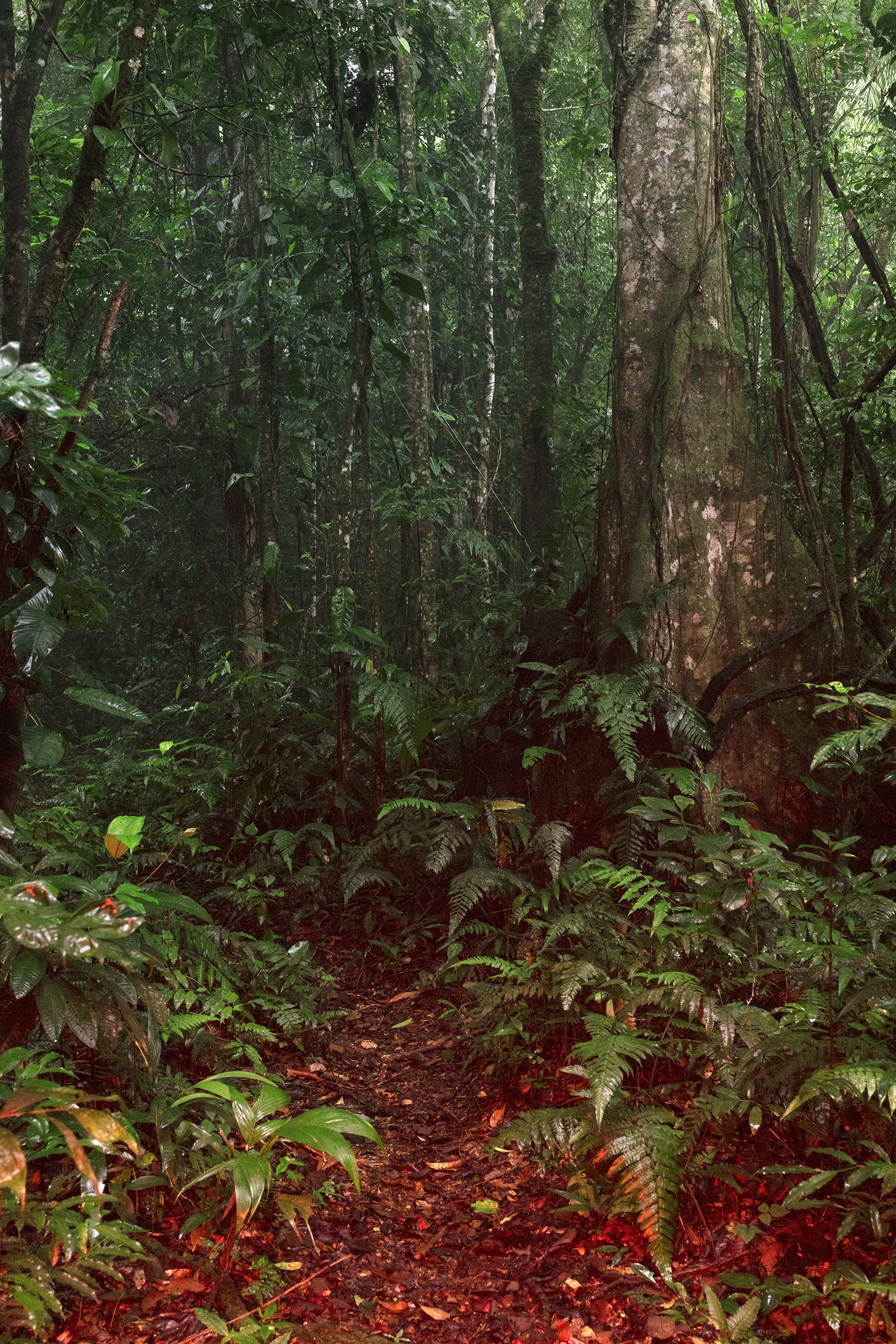  A view of the so-called "Nucleo" or core zone of the Río Plátano Biosphere Reserve, in the Colón Department, Honduras.  Thinly populated and with little state presence, these remote forests frontiers offer ideal conditions for traffickers to evade i