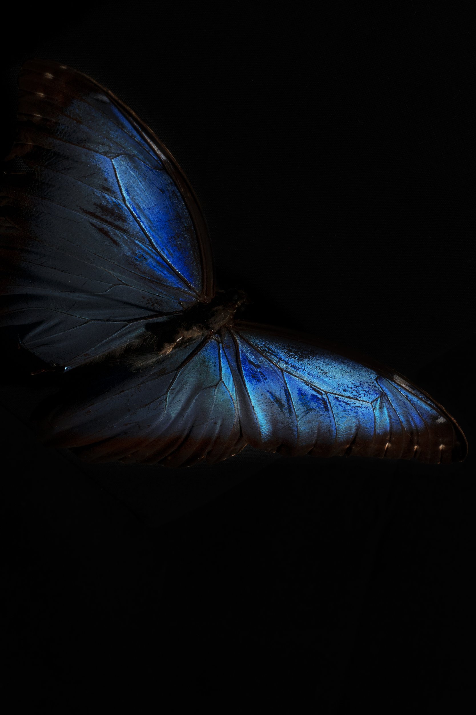  The Blue Morpho Butterfly is among the largest butterflies in the world.  Blue morphos are severely threatened by the deforestation of tropical forests and habitat fragmentation. 