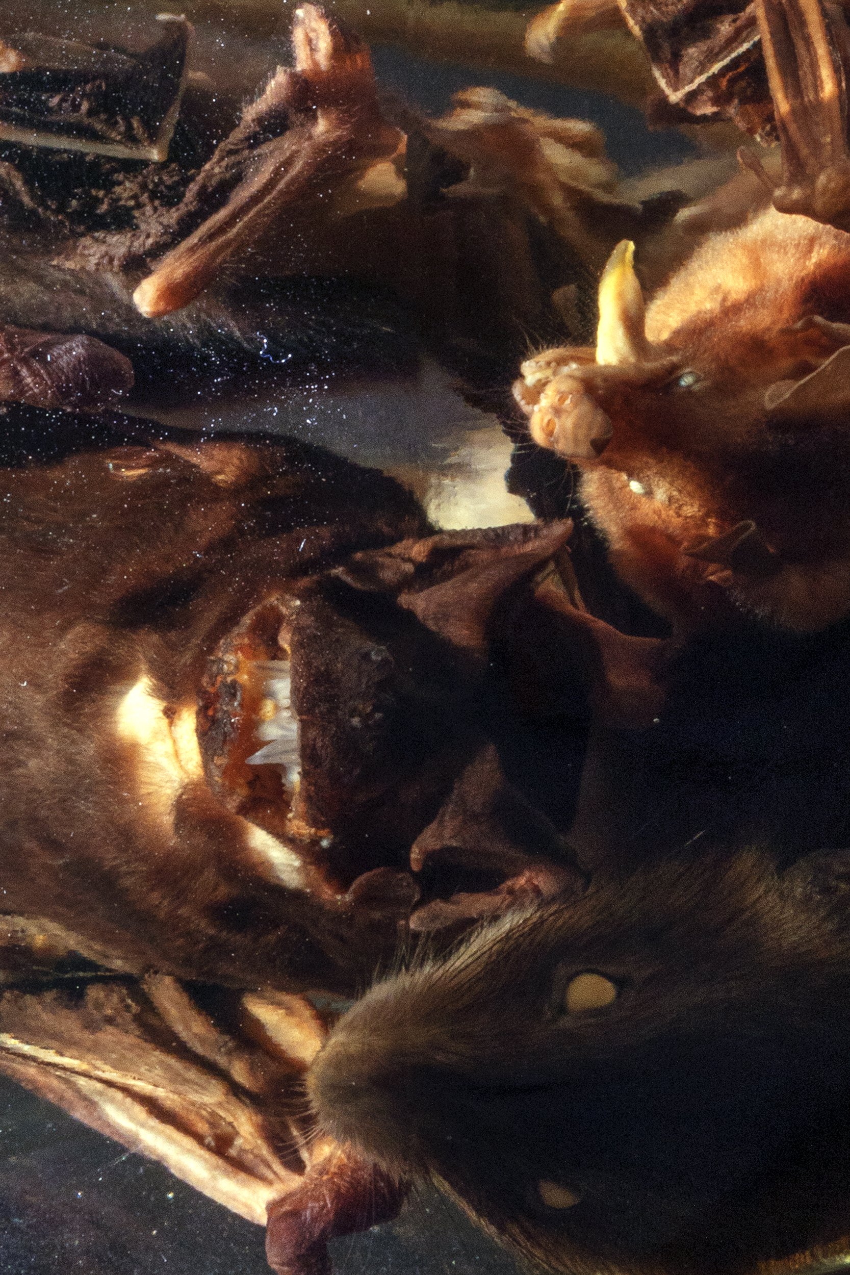  Vampire Bats and Pale spear-nosed bats are preserved in an alcoholic solution in the Ciudad Blanca Laboratory. Olancho Department, Honduras.  Bats are fundamental in the tropics. They disperse seeds that are critical to restoring cleared or damaged 