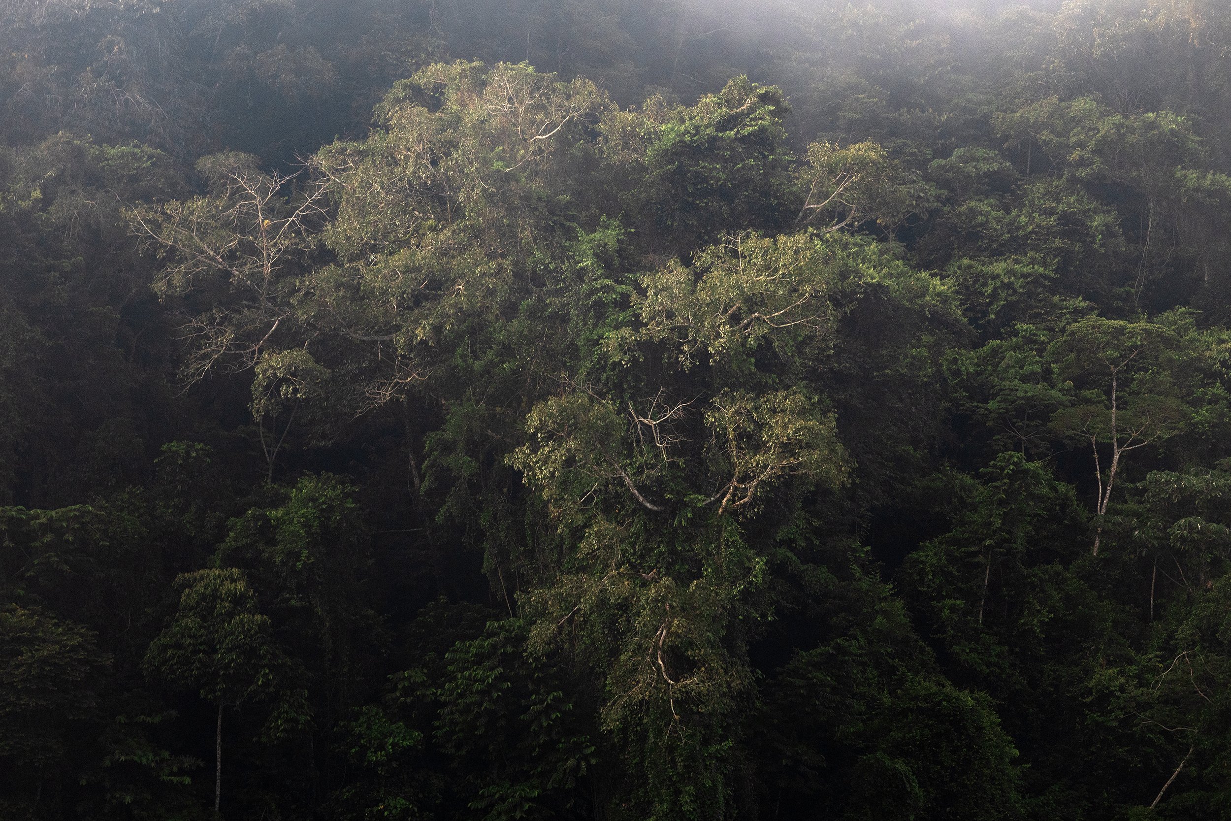  A view of the so-called "Nucleo" or core zone of the Río Plátano Biosphere Reserve, in the Gracias A Dios Department, Honduras.  The war on drugs has altered the incentives of criminal organizations to operate in remote protected areas, which provid