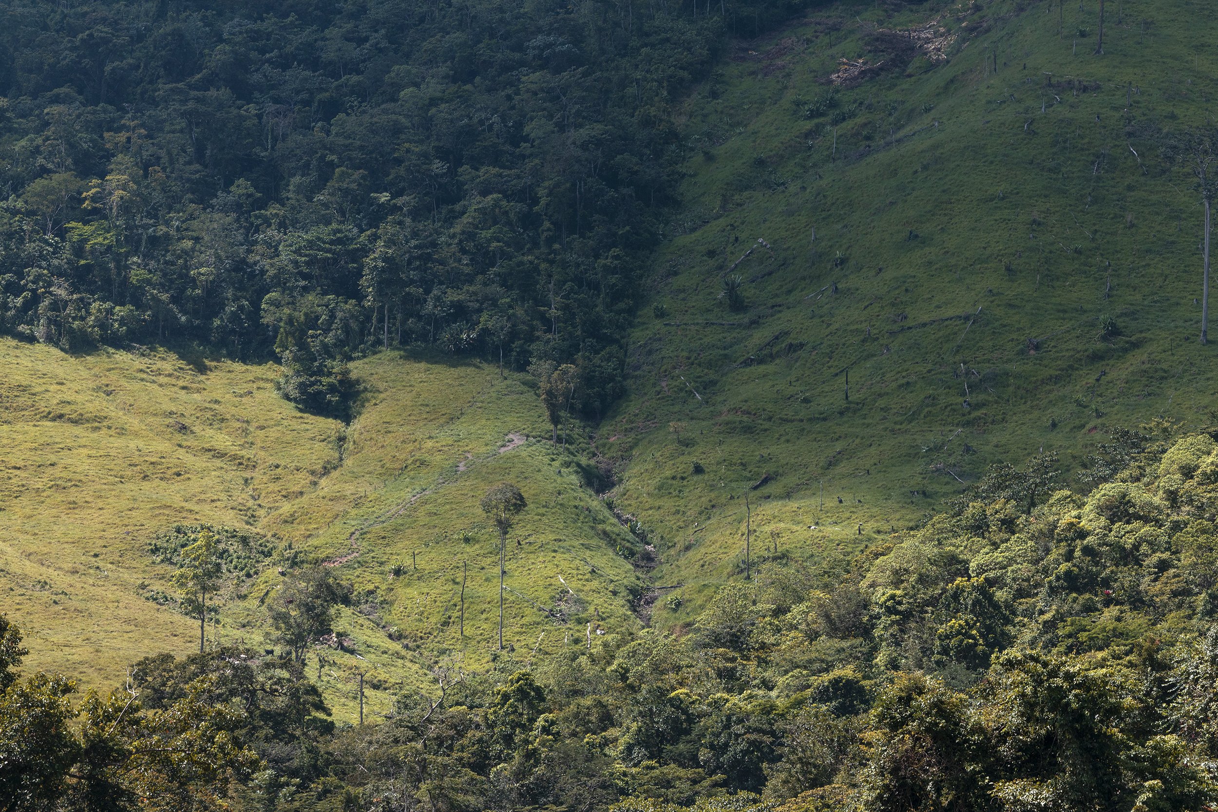  An area illegally cleared of forest in the Río Plátano Biosphere Reserve.  Illegal timber and drug trafficking have a mutual relationship. Criminal groups often use migrants from southern Honduras to harvest the wood illegally and sell it. Honduras 