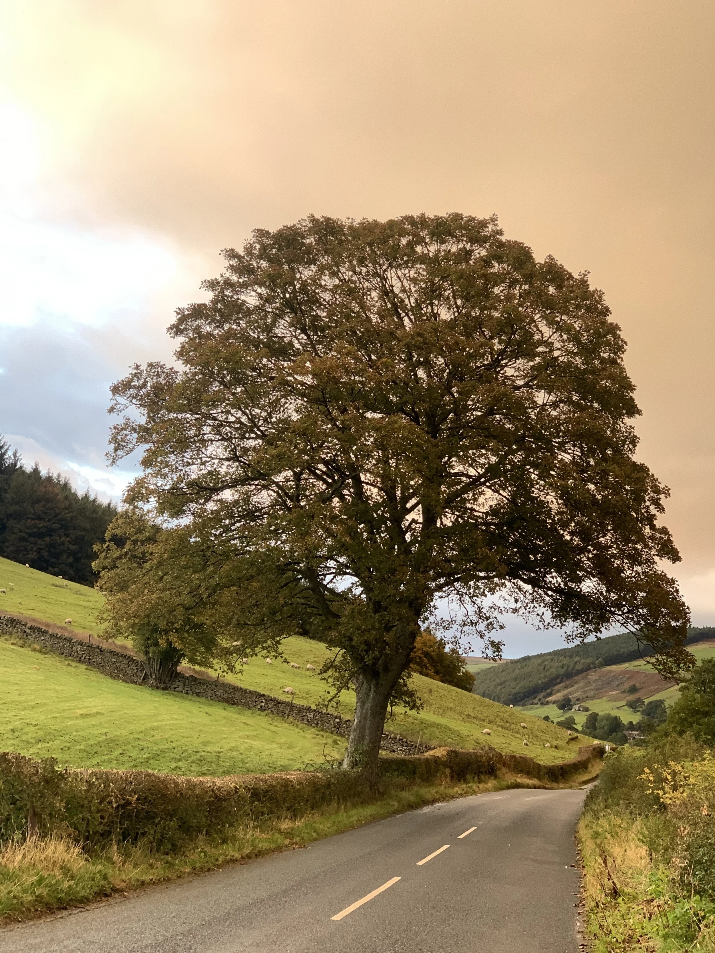 What can we learn from trees š³