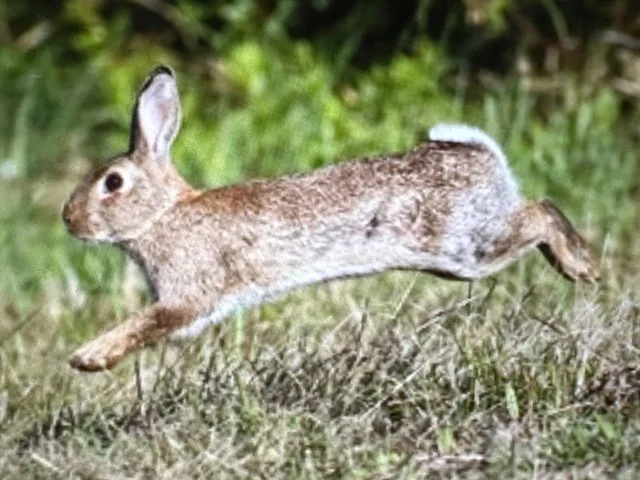 MY FORECAST OF 2023, THE YEAR OF THE RABBIT😁☀️ 🐇 (Zodiac)