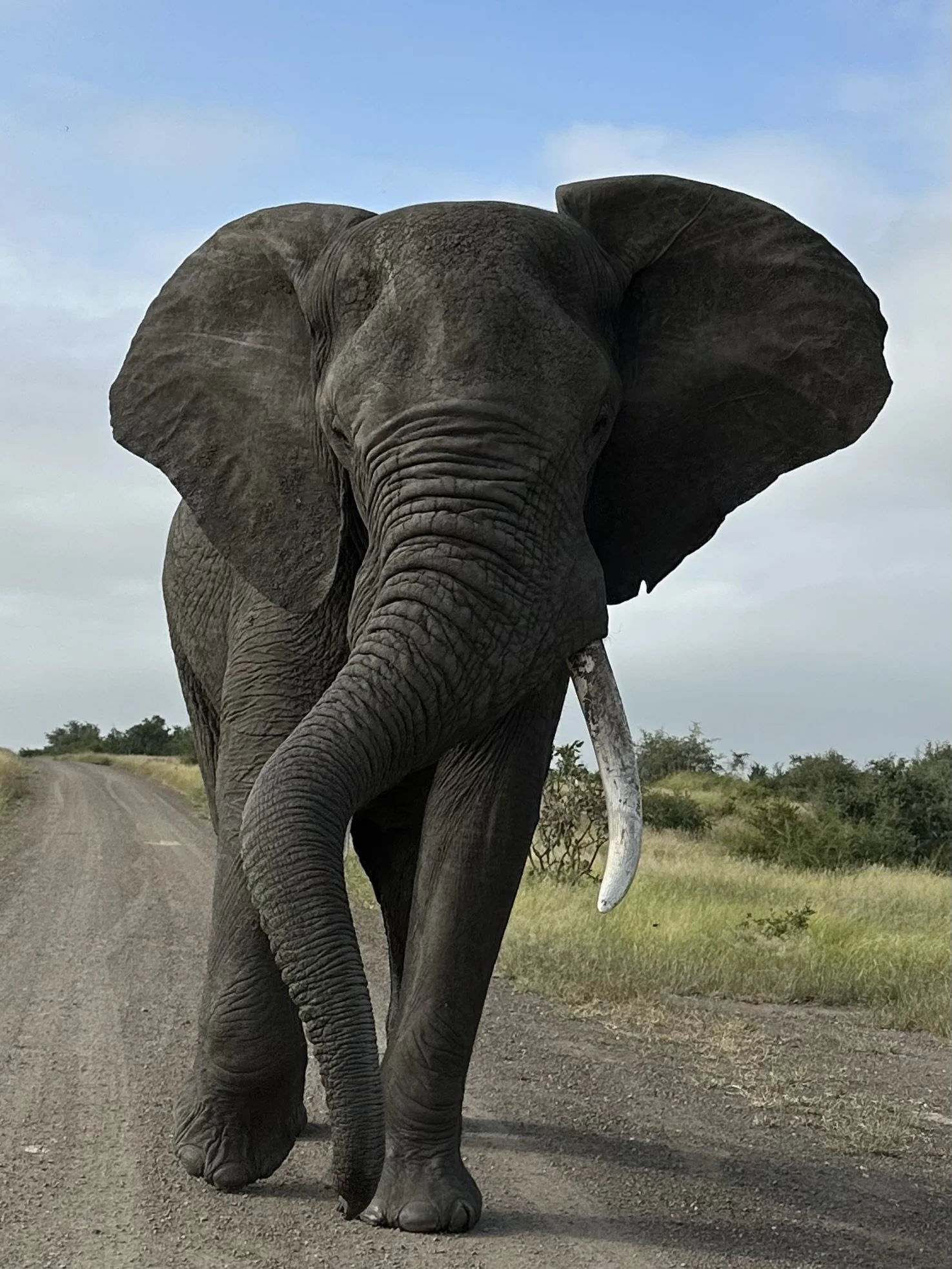 AN UNEXPECTED CLOSE ENCOUNTER WITH A BIG ELEPHANT😀☀️🐘