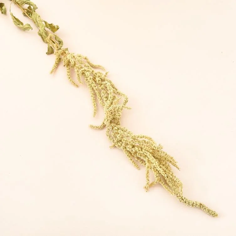 WANDERING WILD BLOOMZ EXTRAS