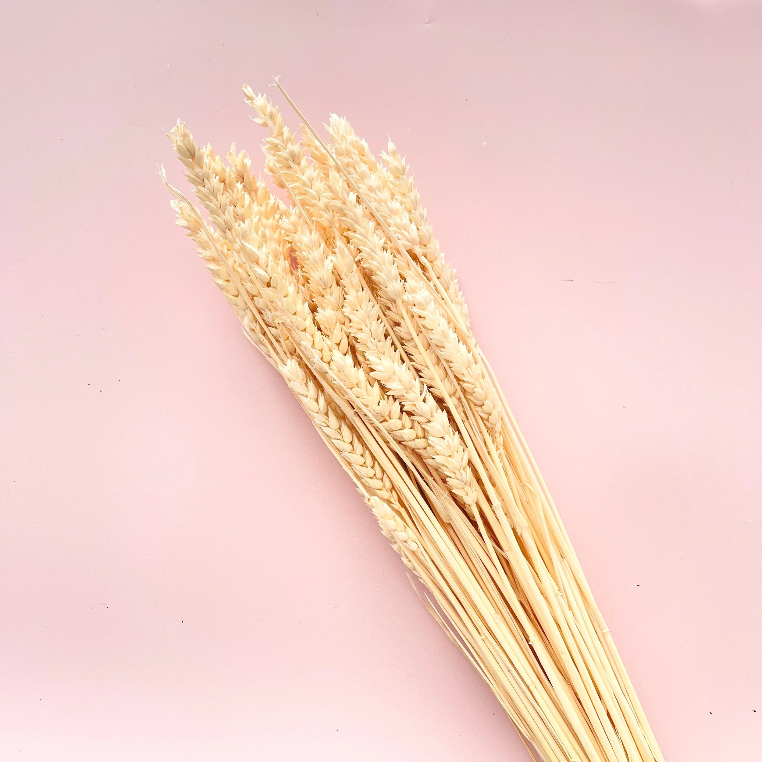 FAD434F1-1CB8-481E-A59A-EF0F965C4A68