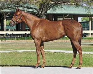 Yearling to Two Year Old Pinhook Session Topper OBS Sales