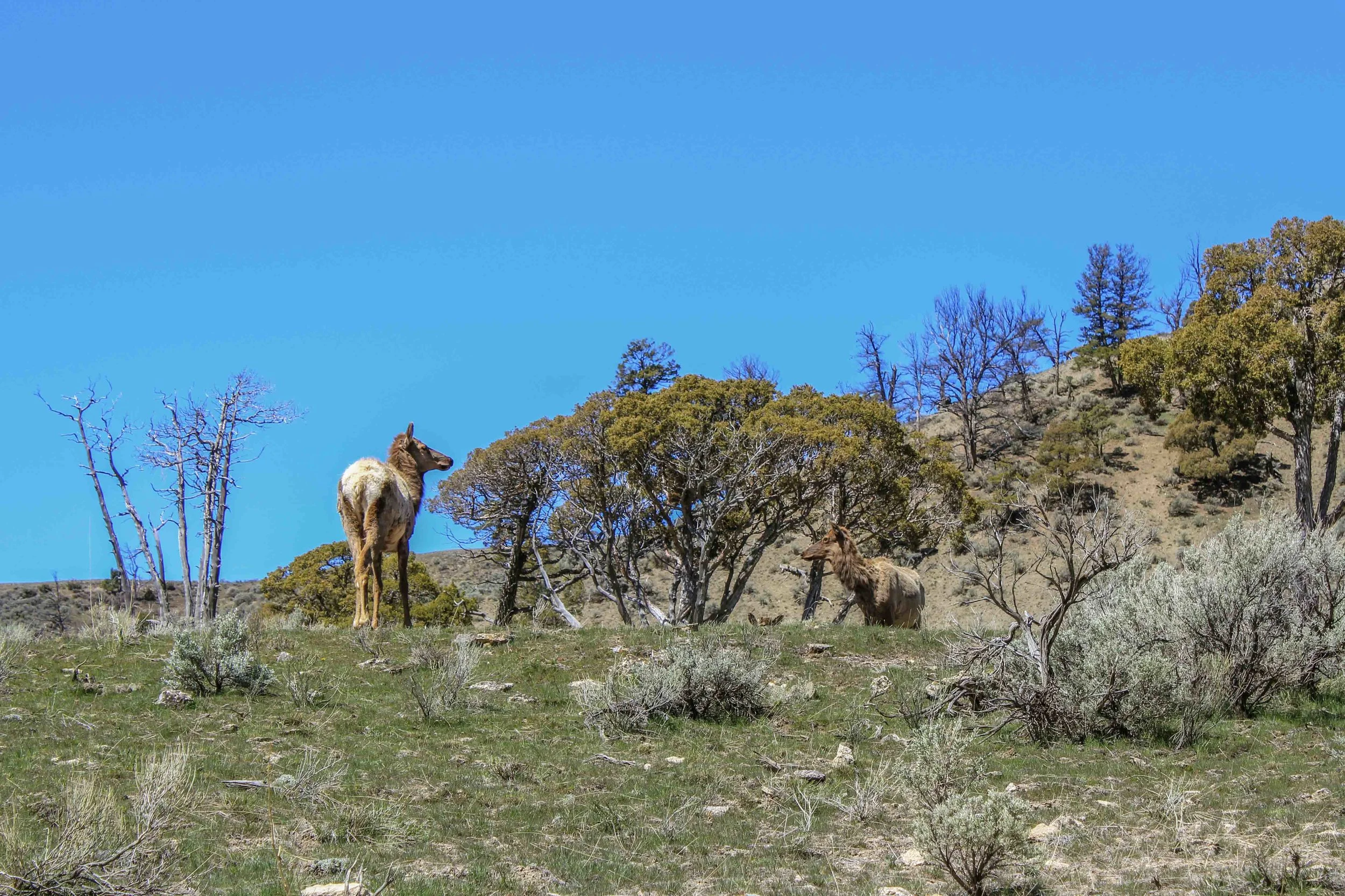 Elk on the side of a hill