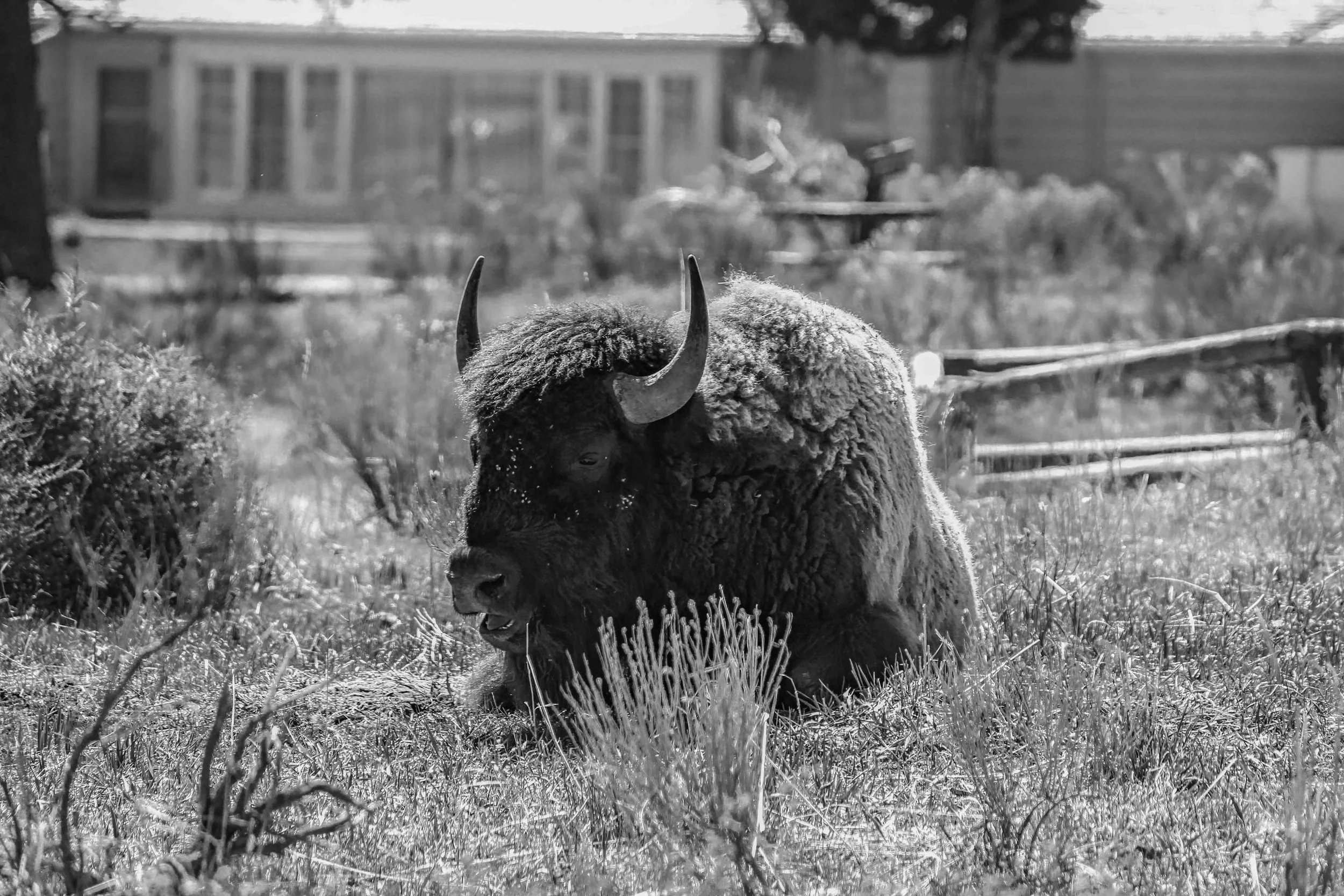 Buffalo