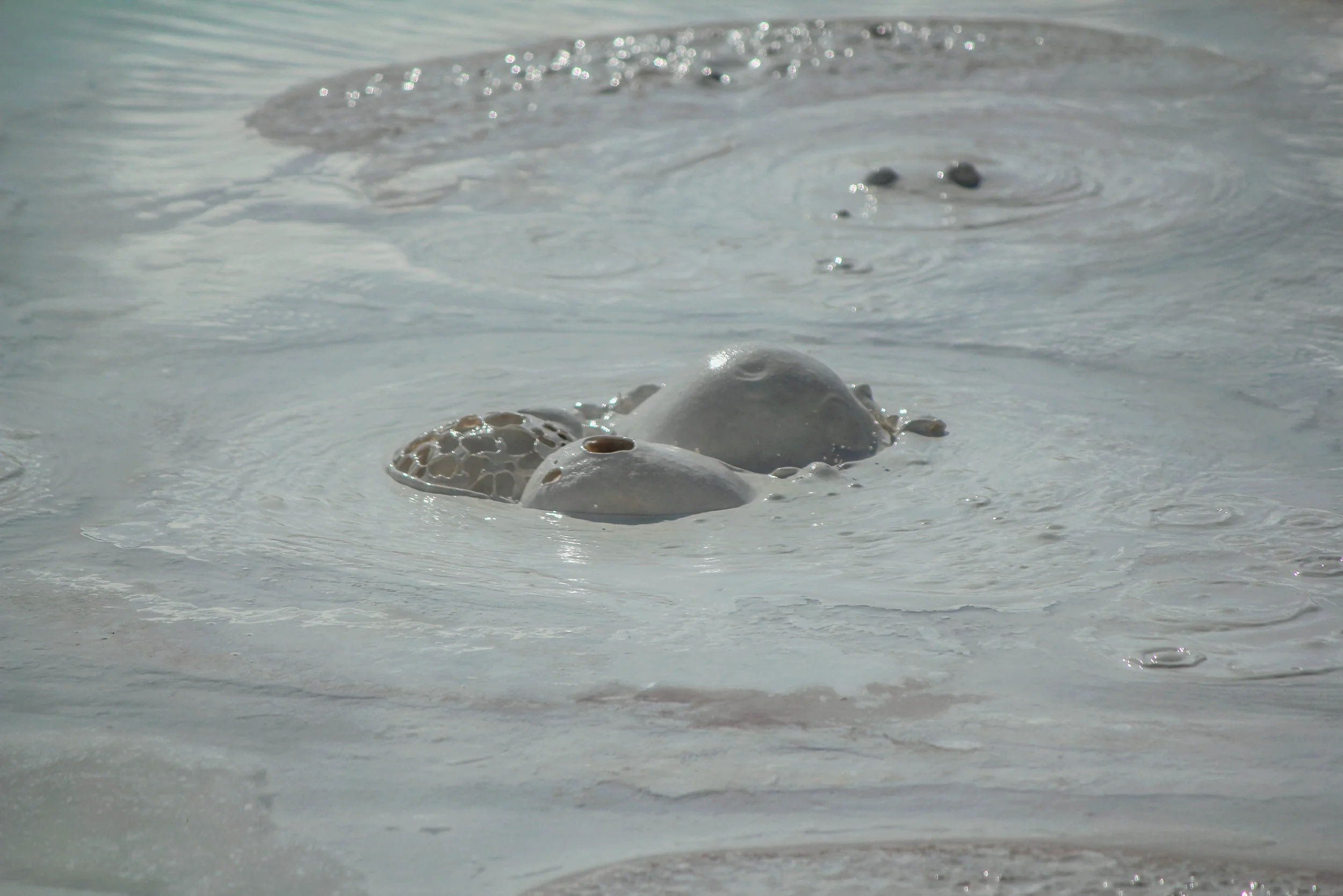 Yellowstone's Bubbling Mud Pots