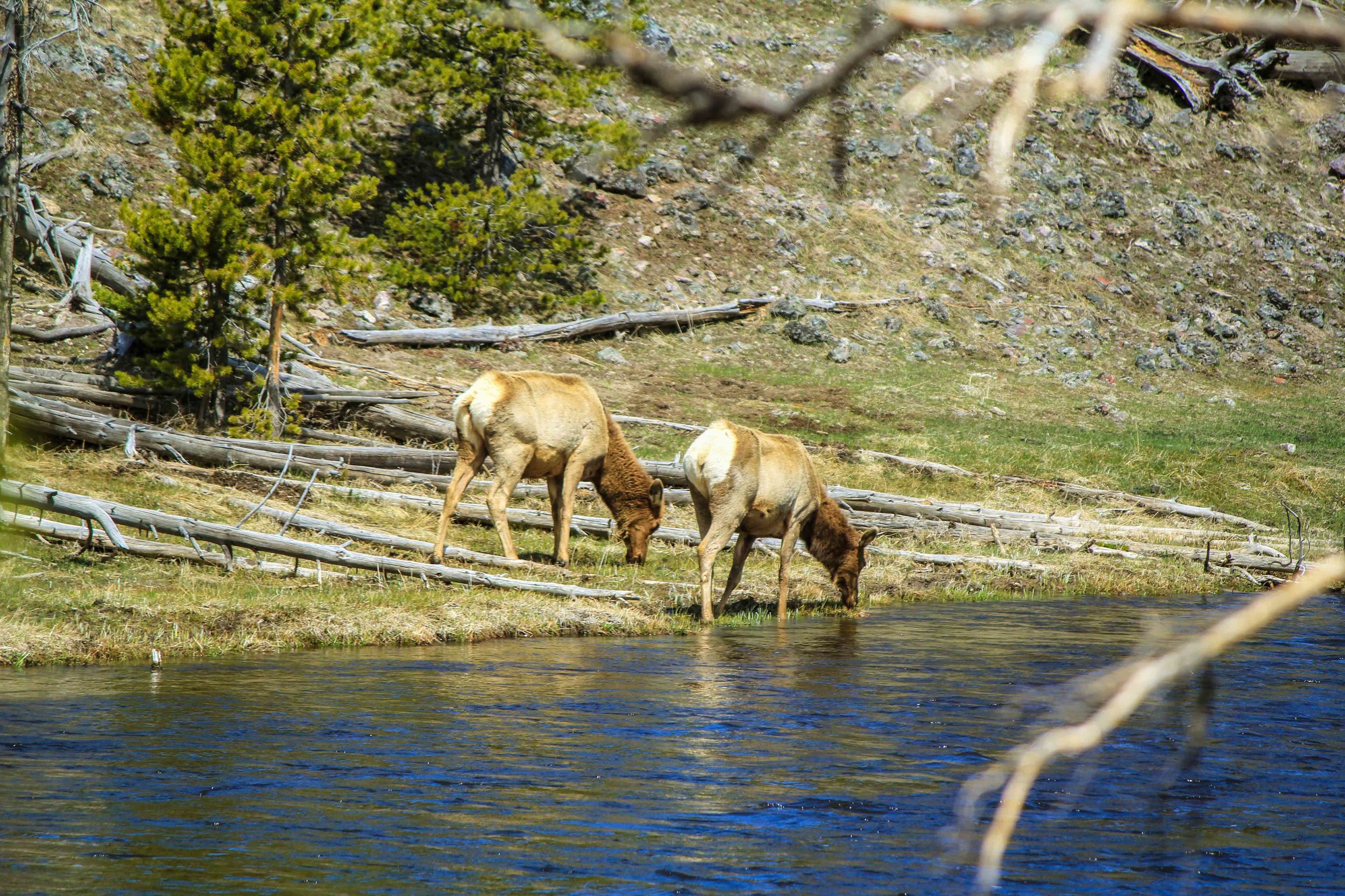 Elk at the River