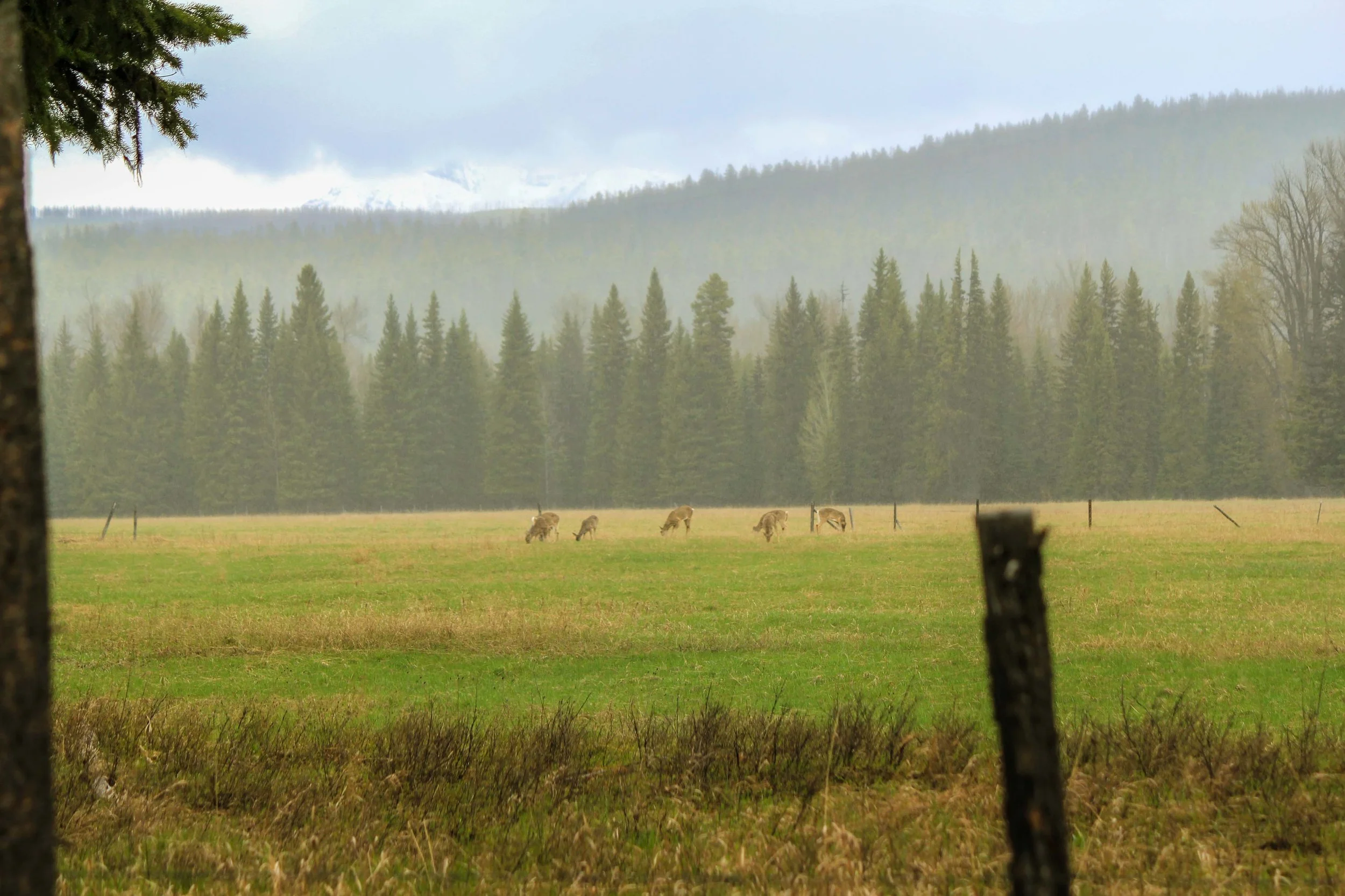 Deer grazing in a field
