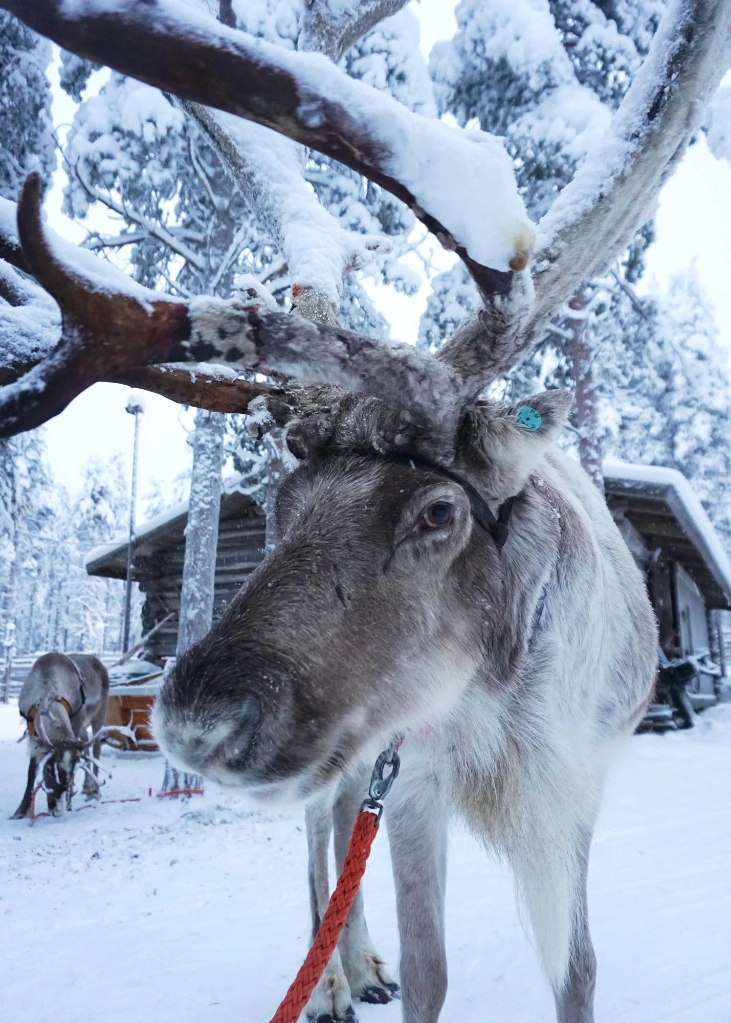 ek-rovaniemi-poroajelua-leevi.jpg