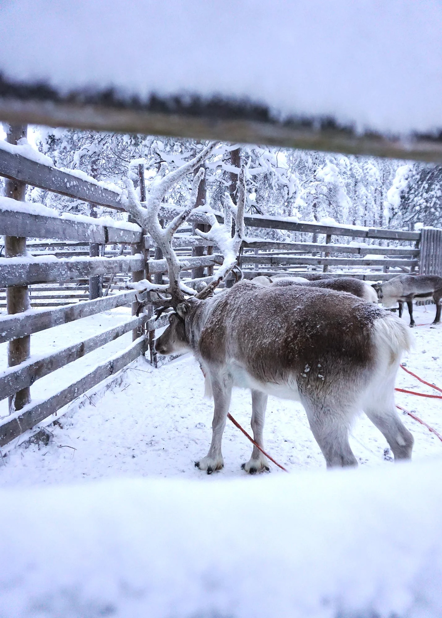 ek-rovaniemi-poroajelua-porot.jpg