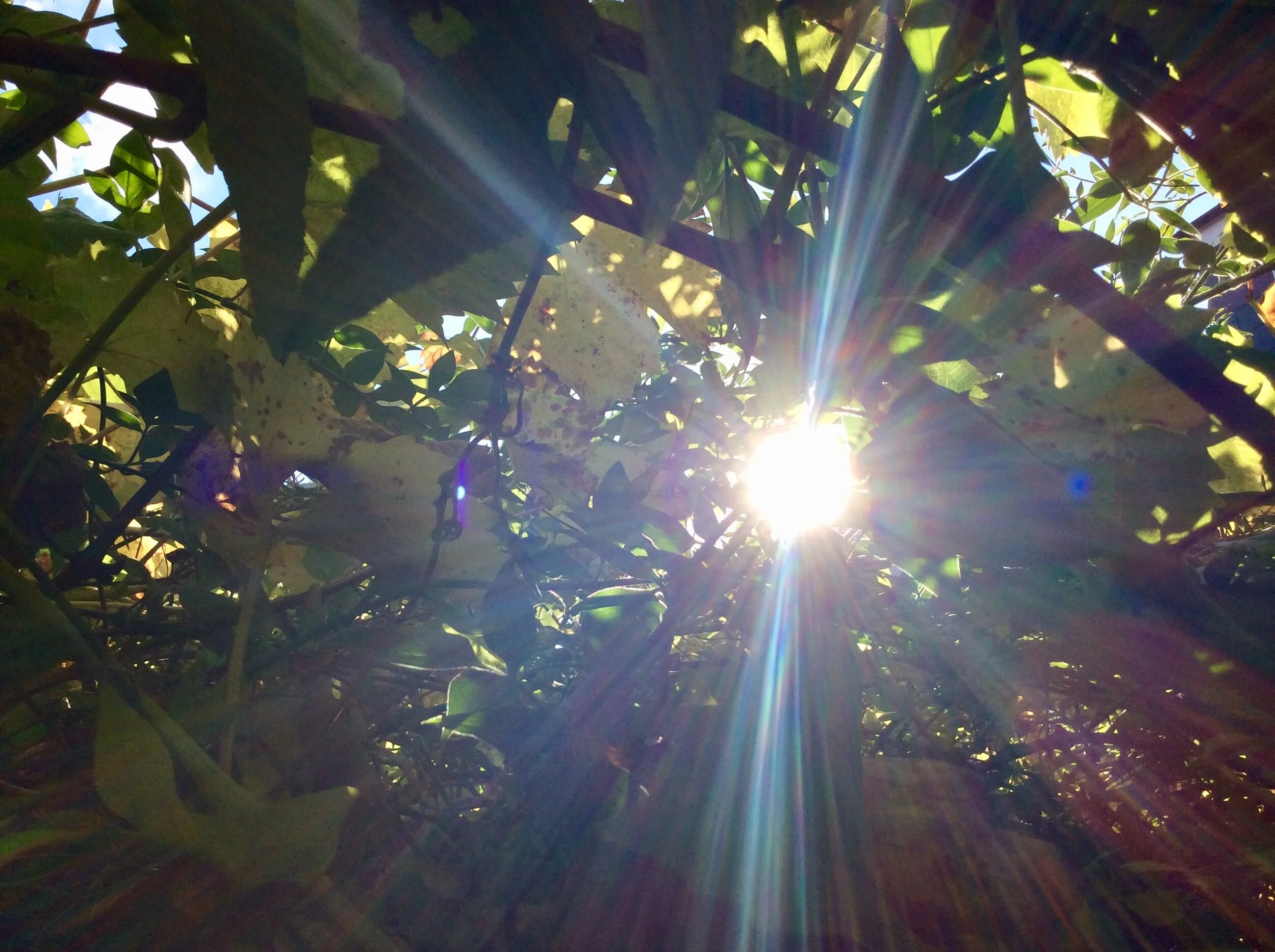 shine through best.jpg