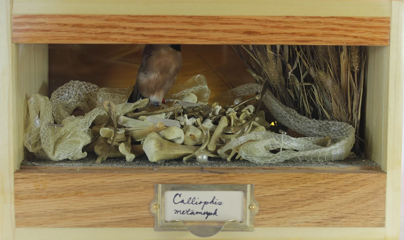 Calliophis metamorph