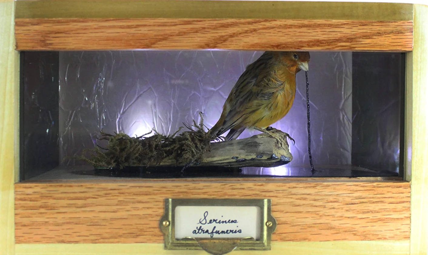Serinus atrafuneris