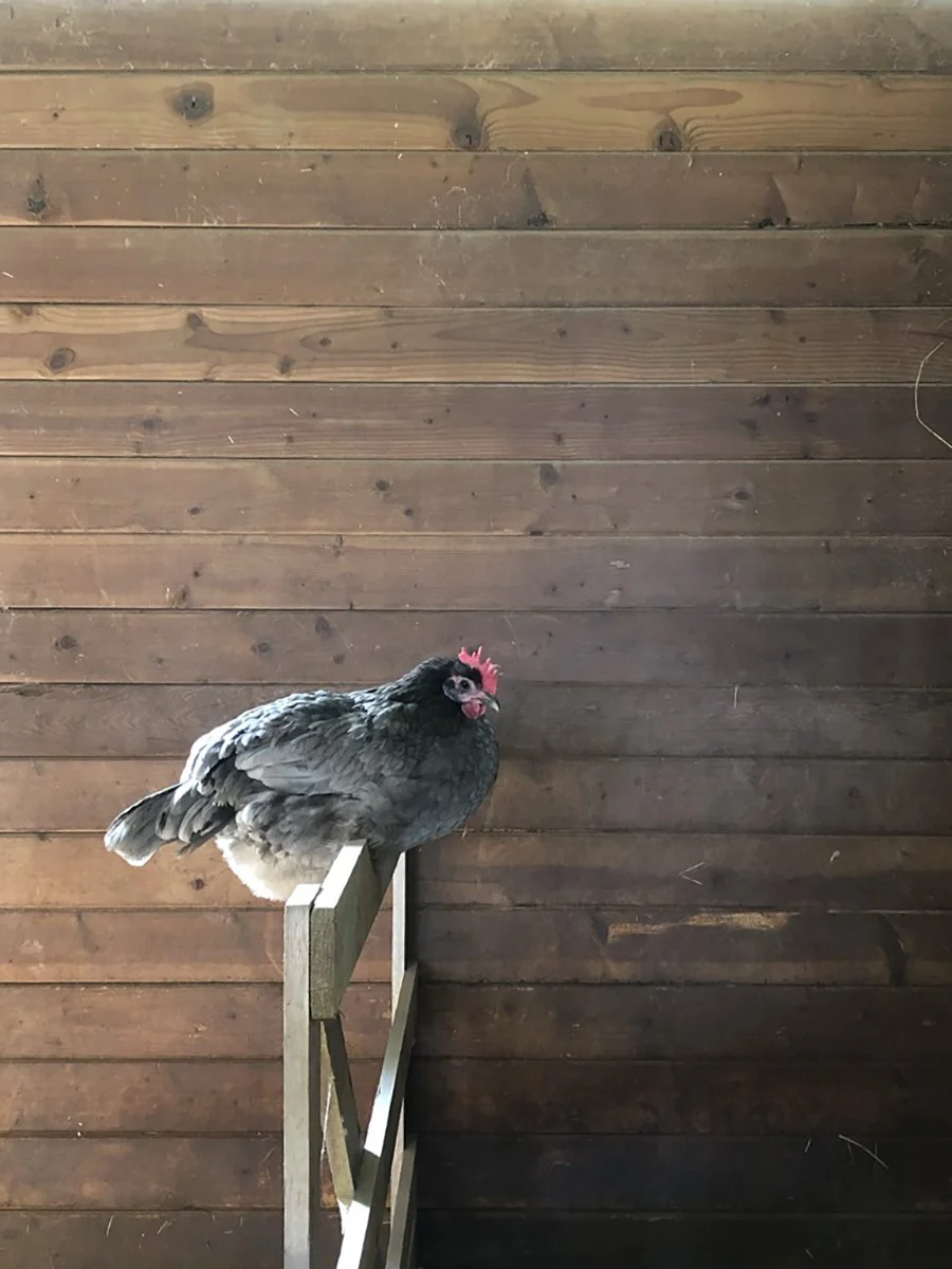 SOCKS for website 1.jpg