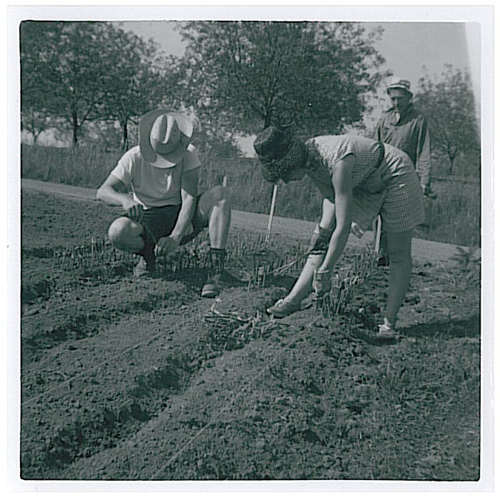 RootingCuttings copy.jpg
