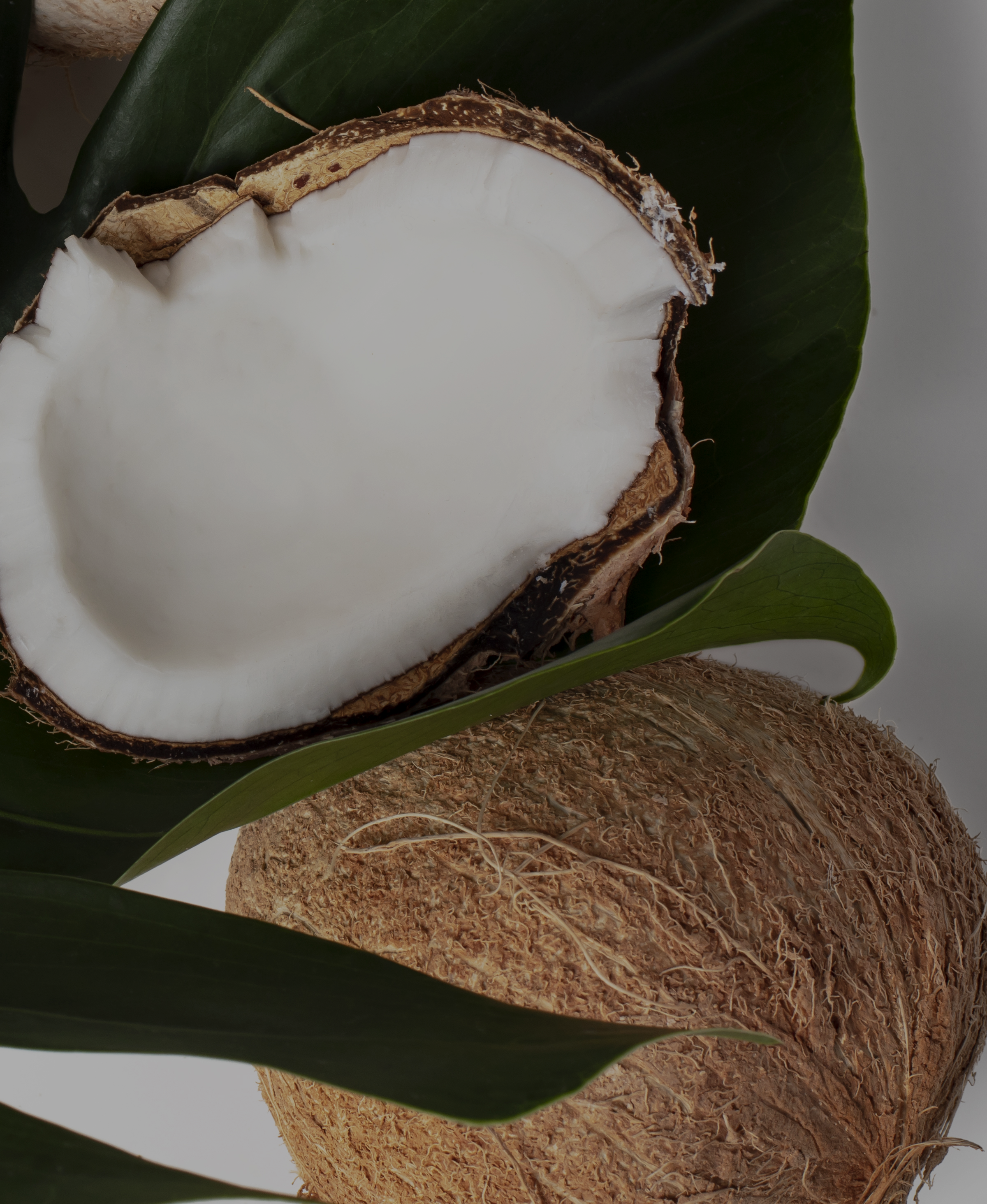 coconuts.png