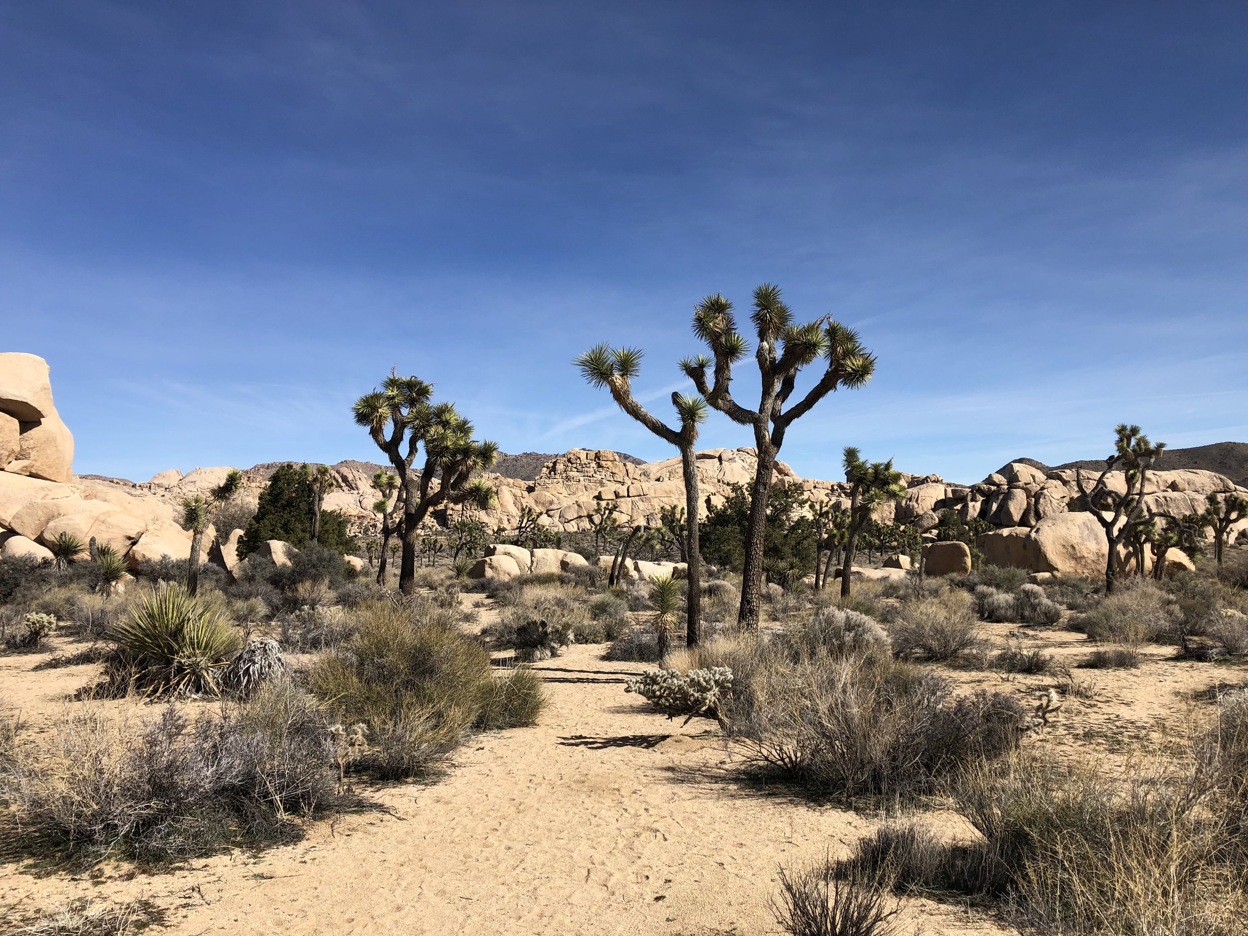 desert.jpeg