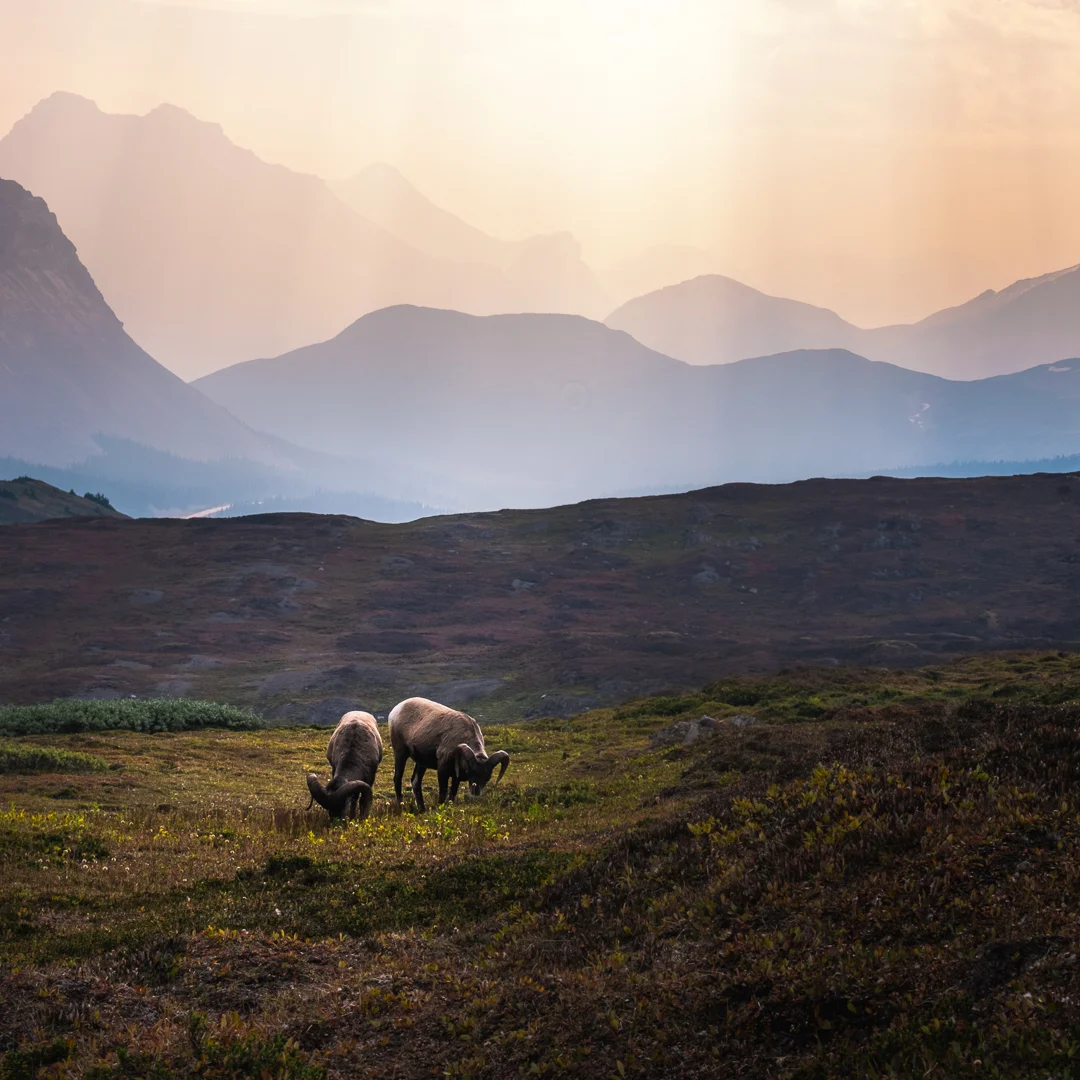 Wilcox Pass (Bighorn sheep).jpg