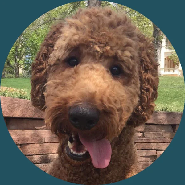 Gusto Chief Poodle Officer, official mascot, and therapy dog, Gusto helps out the team with snuggles, snoot booping, & learning patience.