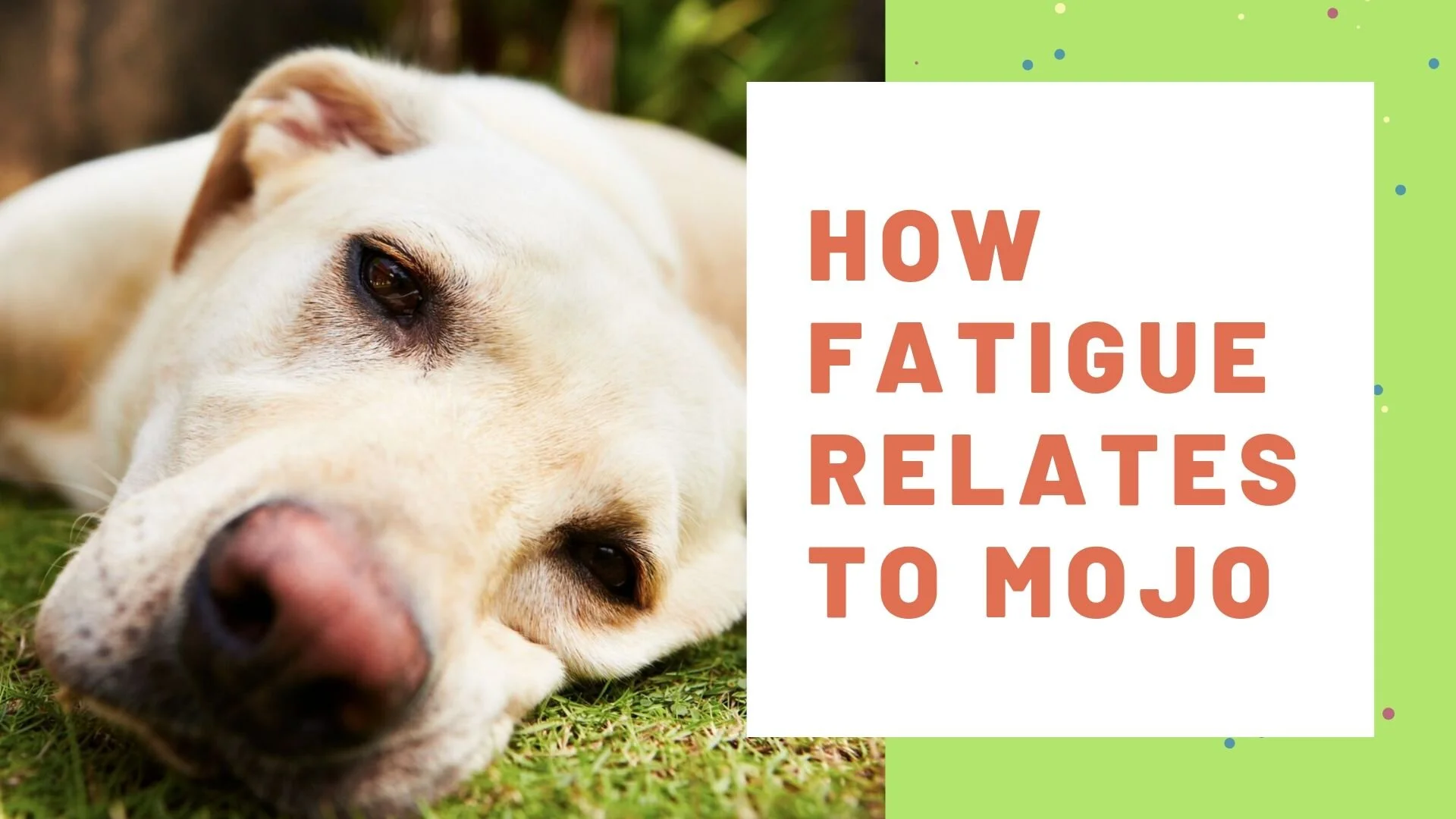 Fatigue and Mojo.jpg