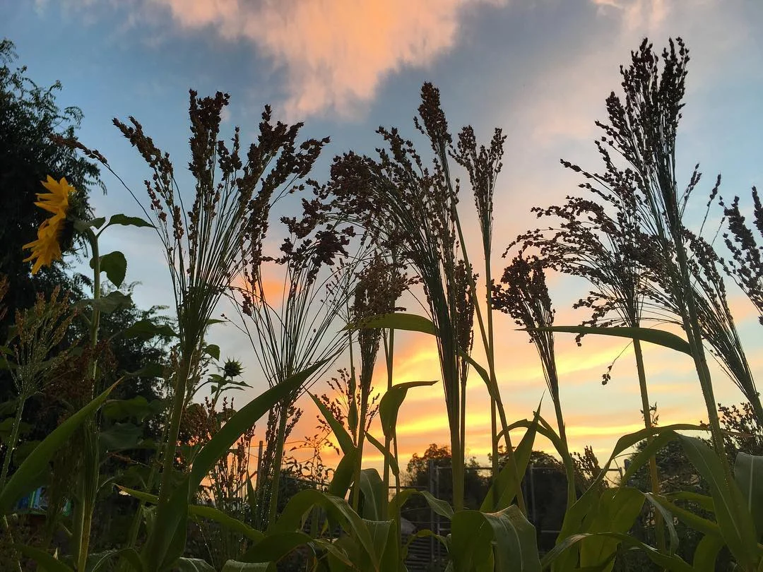 broomcorn growing.jpg