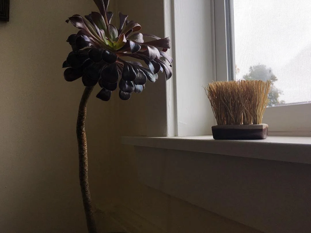small brush.jpg