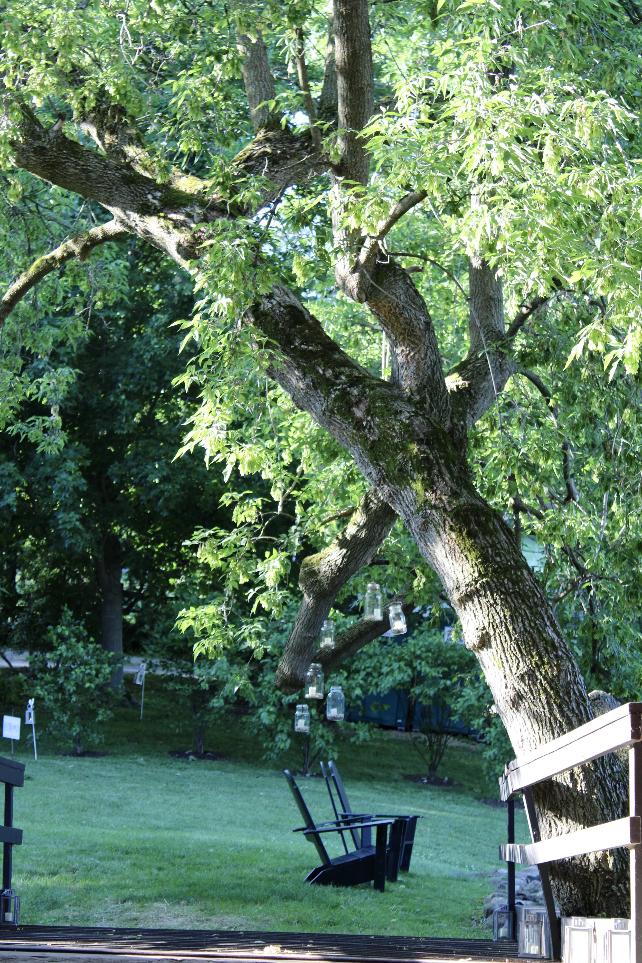 A large tree with multiple branches and green leaves in a backyard, with decorative jars hanging from its branches, and a white bench in the foreground.