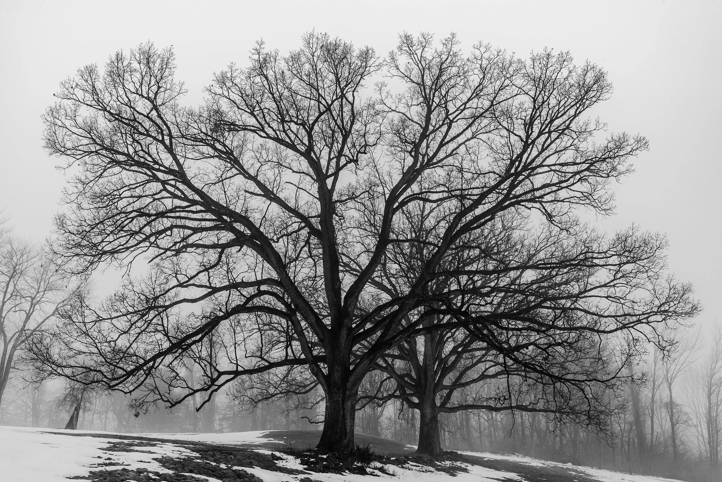 Twin Oaks, Crystal Springs, New Jersey, 2025