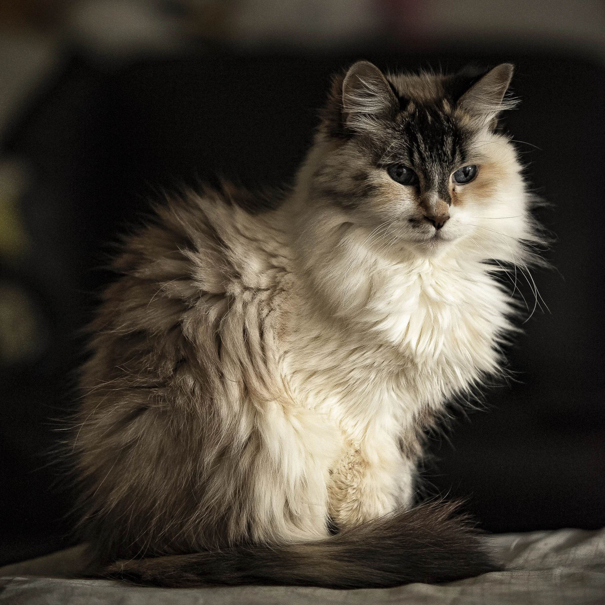 Tovah