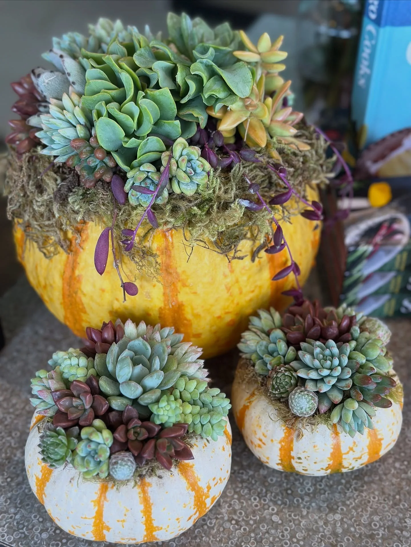 🍂✨ Succulent Pumpkins Have Arrived ✨🍂

A timeless piece of fall decor that brings warmth and life to any space 🍁 Come in for pricing and take home your favorite while they last 🤎

A beautiful touch of autumn!  Each handcrafted pumpkin is from @su