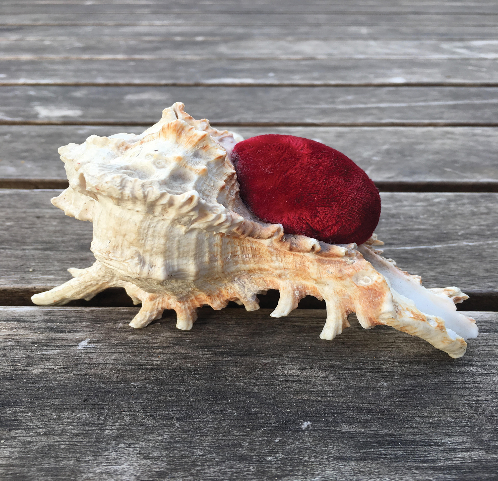 14_shell_Strayed.jpg