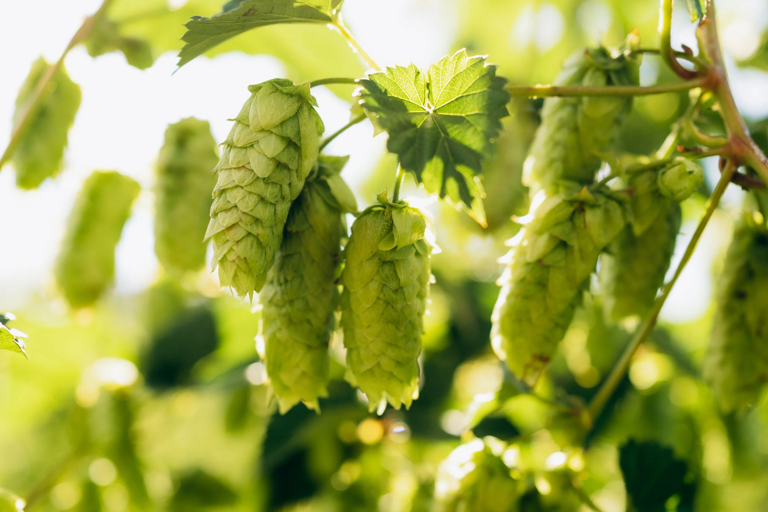 Close-up of green hop cones hanging from a vine with green leaves in sunlight.