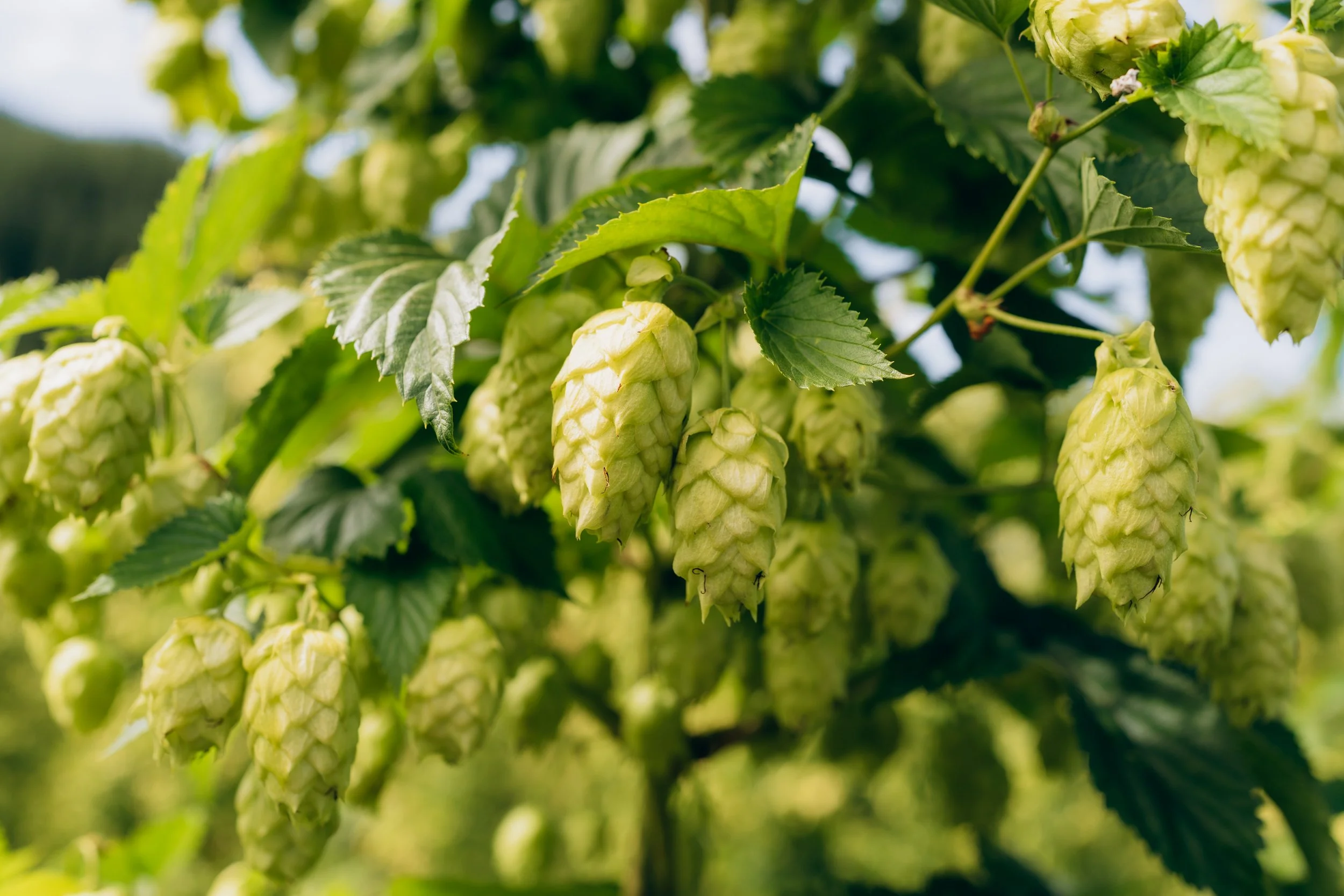 Close-up of green hop cones hanging from a vine with green leaves in sunlight.