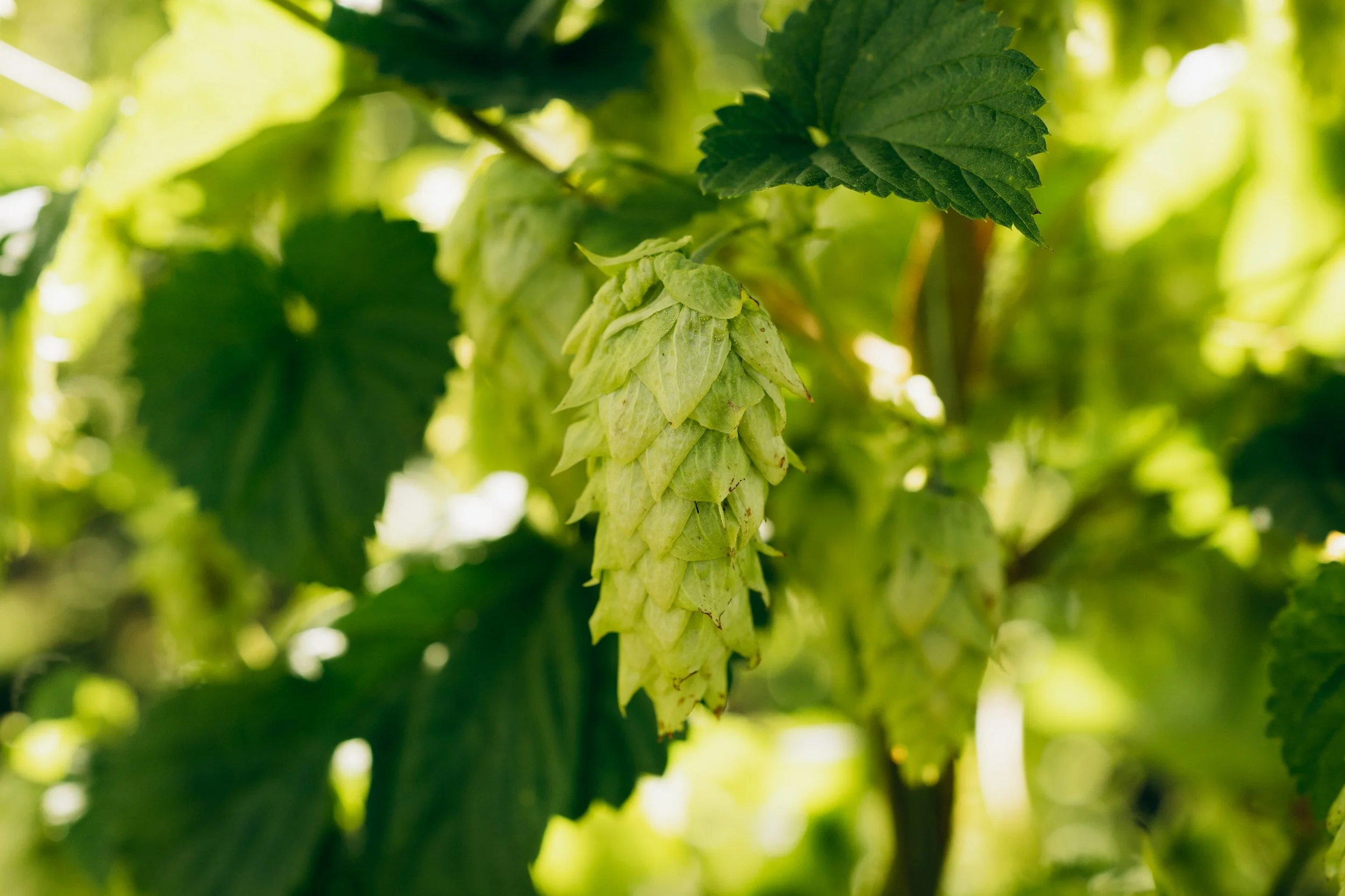 Close-up of a green hop cone hanging amidst bright green leaves and foliage outdoors.
