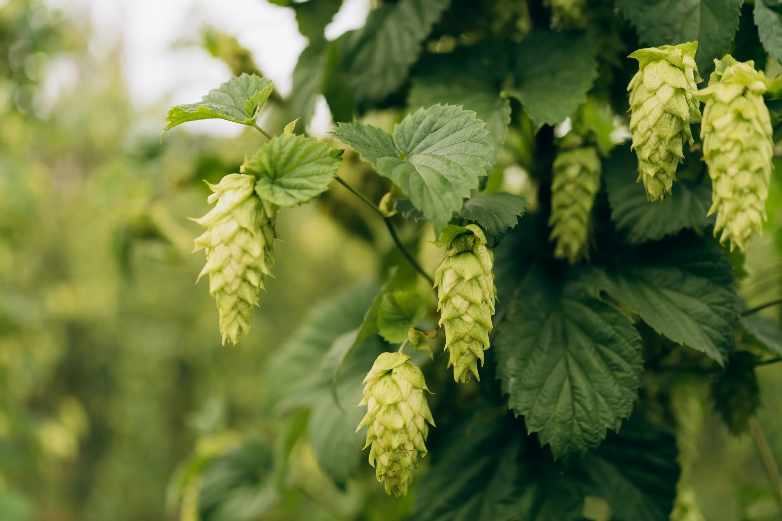 Close-up of green hop cones hanging from a vine surrounded by lush green leaves.