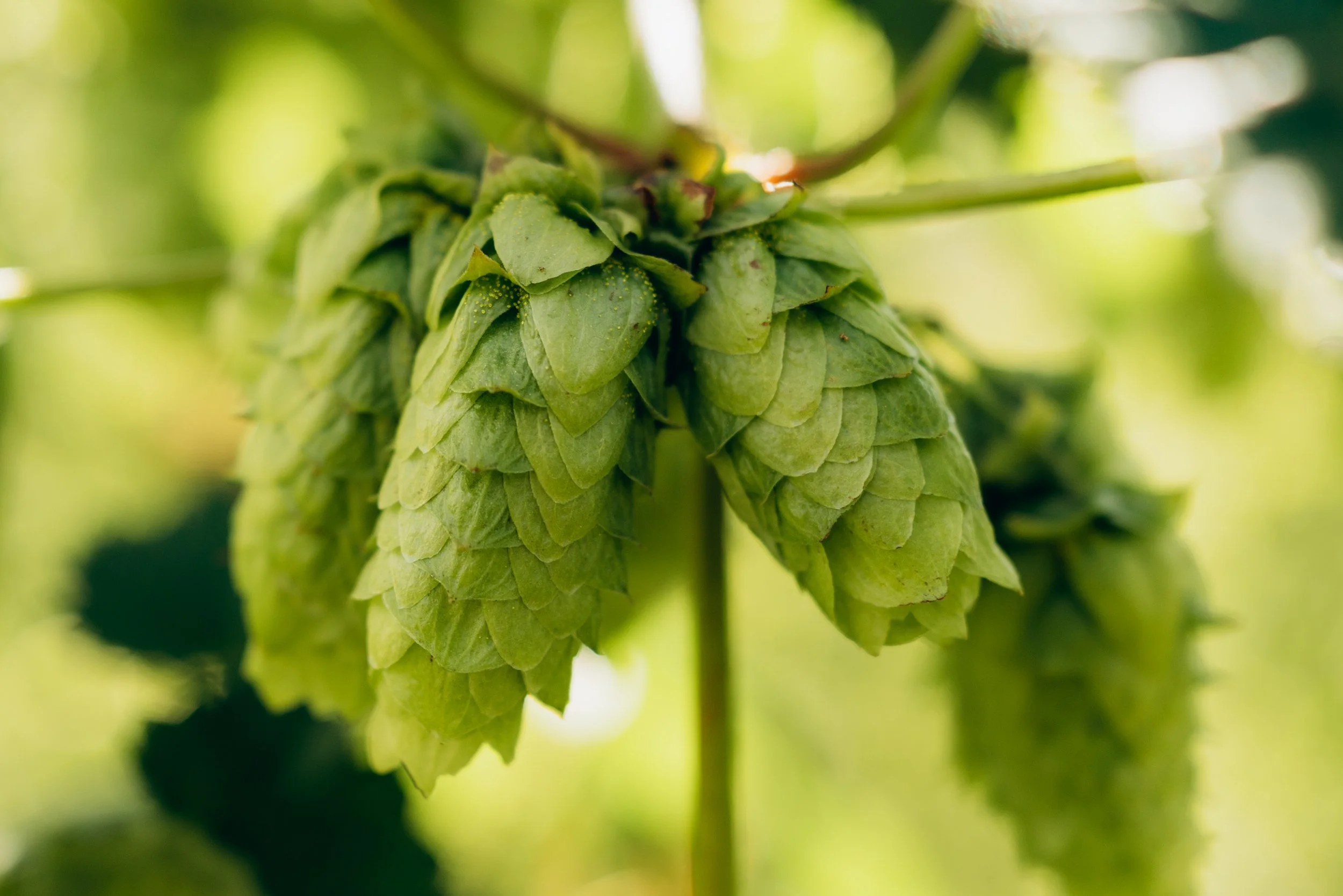 Close-up of green hop cones hanging from a vine in a garden or farm setting.