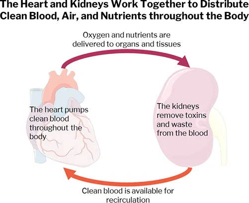 Heart and Kidney_Fig1_for web.jpg