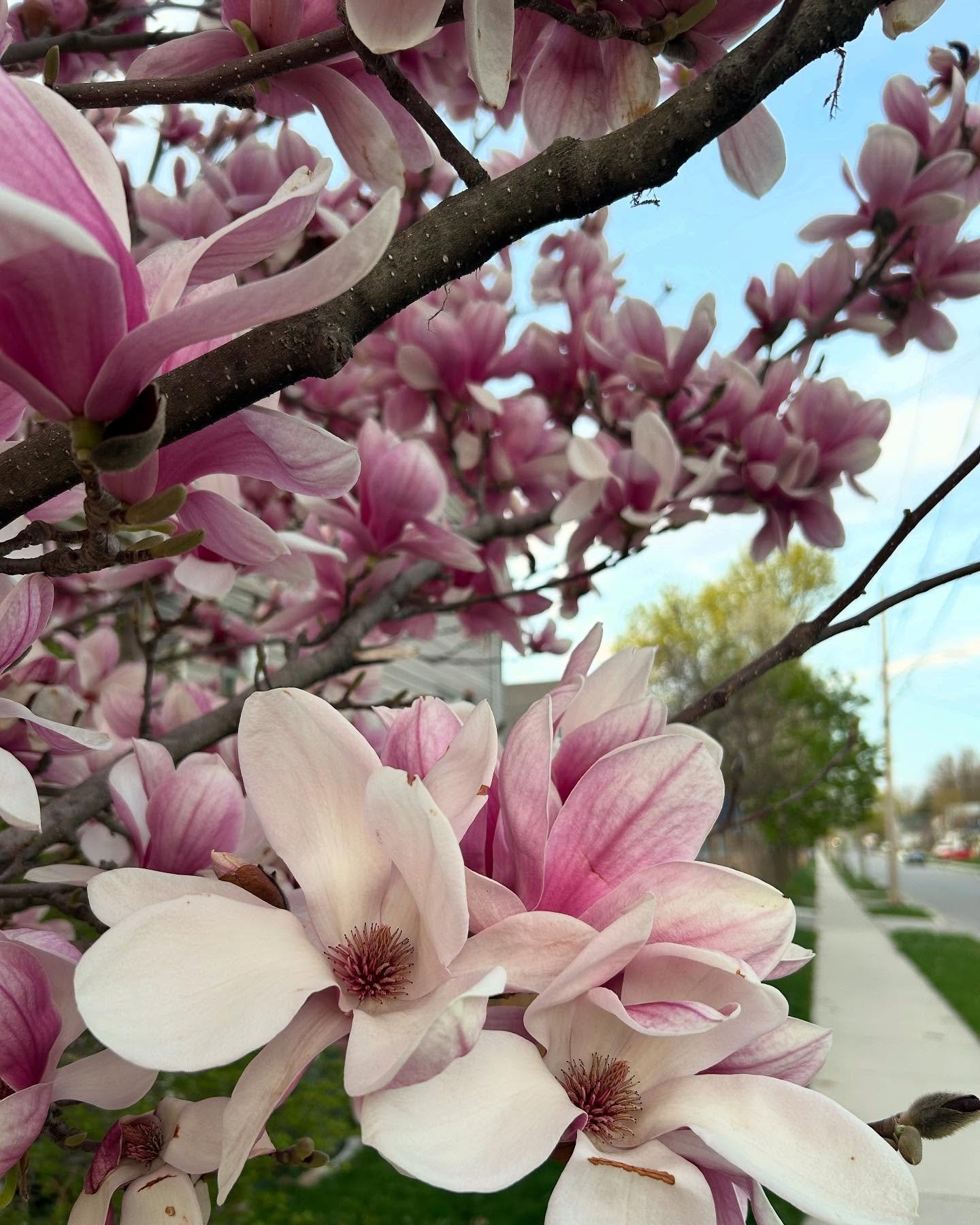 Happy Tuesday! We&rsquo;ve sold almost half of our Mother&rsquo;s Day orders. Be sure to get your order in soon before they sell out!!