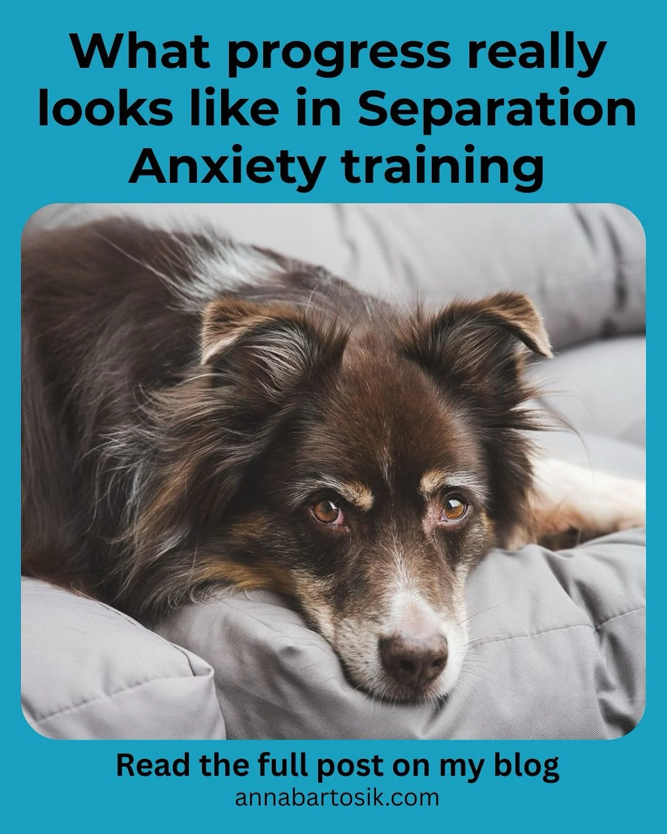 What progress really looks like in separation anxiety training 🐶💭

Progress isn&rsquo;t always louder, longer, or obvious.
Often it&rsquo;s quiet. Soft. Easy to miss.

It looks like slower breathing when you pick up your keys. A dog choosing to sta