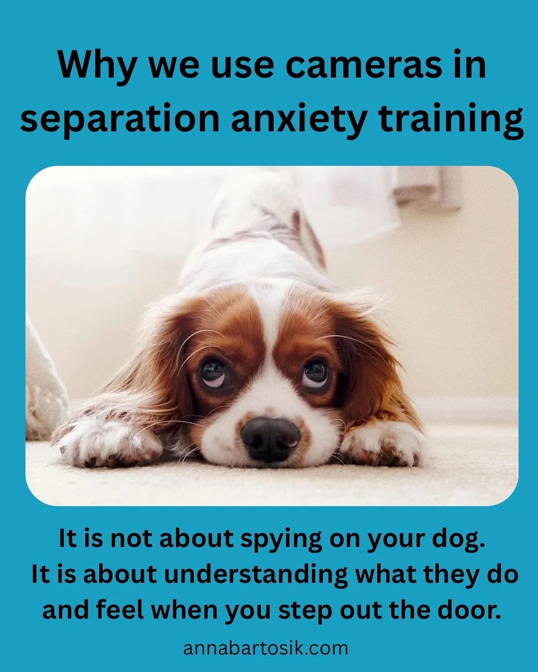 Why we use cameras in separation anxiety training 🎥🐾

It might sound a little strange at first, but filming is one of the kindest tools we have in helping dogs feel safe when left alone.

A camera allows us to see what your dog truly experiences. W
