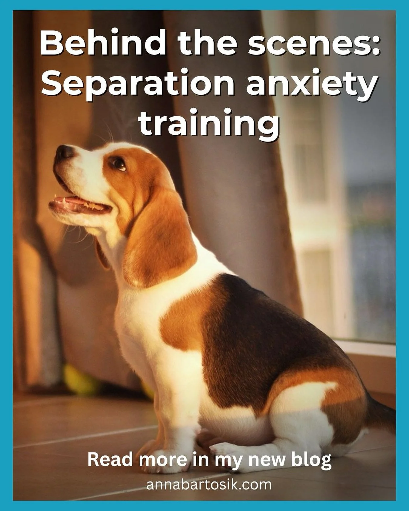 🐶 I often get asked what it actually looks like to work on separation anxiety training.
So I decided to share a little peek behind the scenes.

In my latest blog, I walk you through how we work together from our video sessions and camera setup to tr