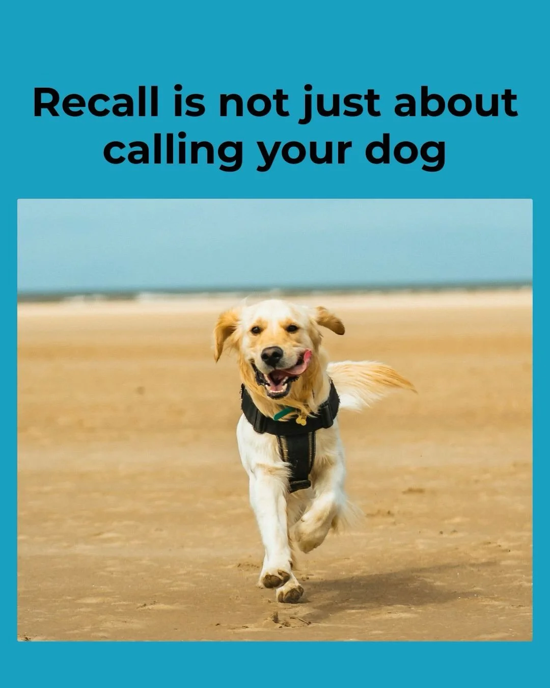 A lot of people feel like their dog is ignoring them when recall doesn&rsquo;t work, but in most cases it&rsquo;s not about the dog choosing not to listen.

Coming back needs to pay off more than whatever else is happening around them. If that hasn&r