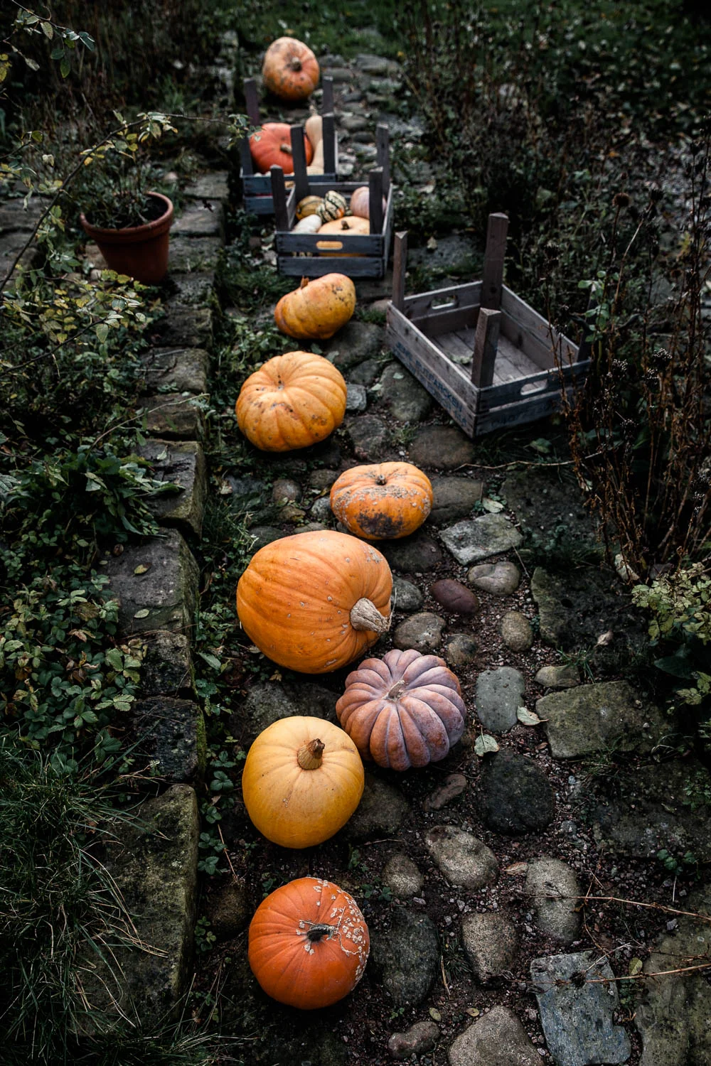 Kürbisse im Garten