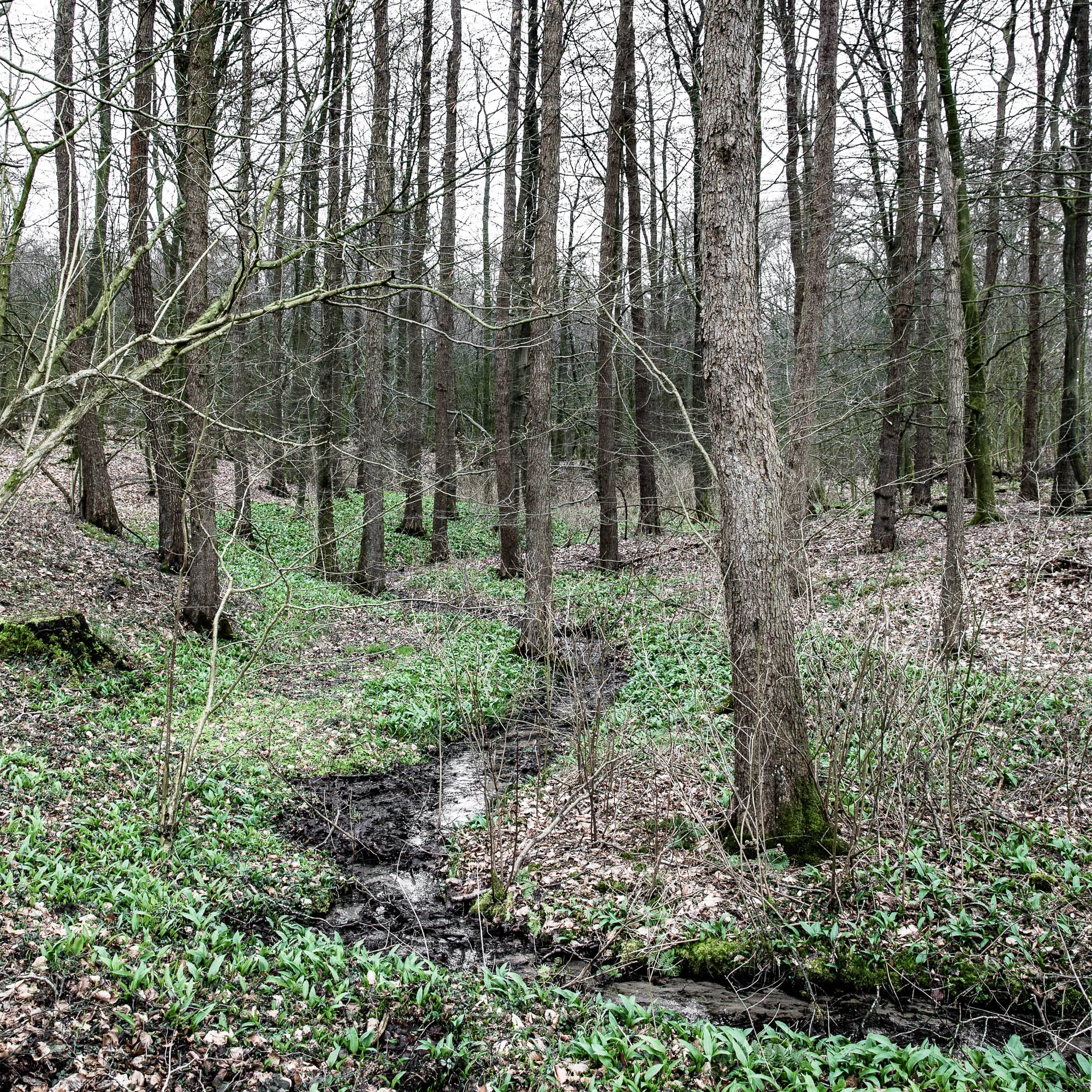 Erstes zartes Bärlauchgrün im graubraunen Frühlingwald - veggielicious | gemüse. fotos. rezepte.