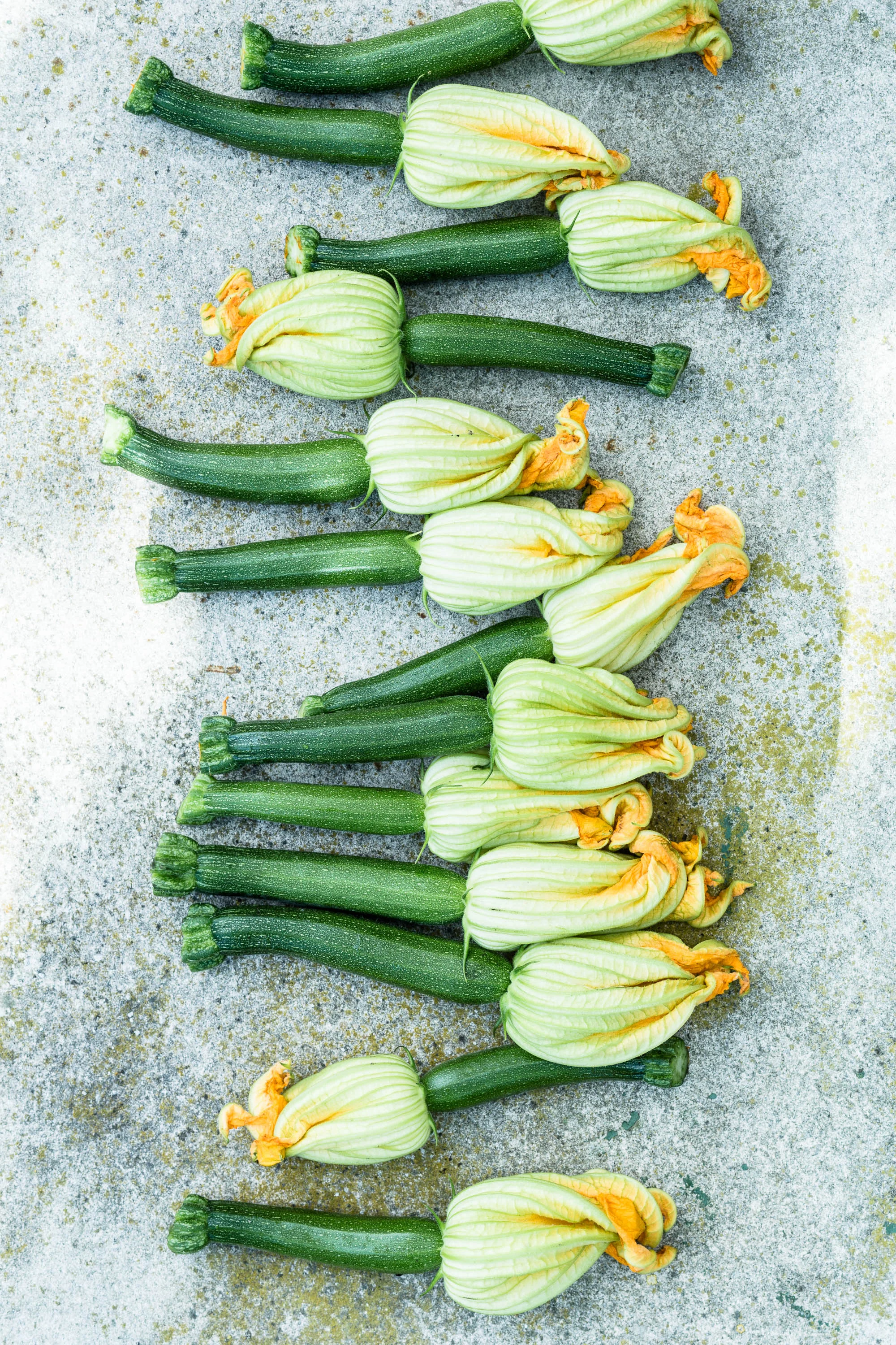 zucchinibluete_still_020_quer.jpg