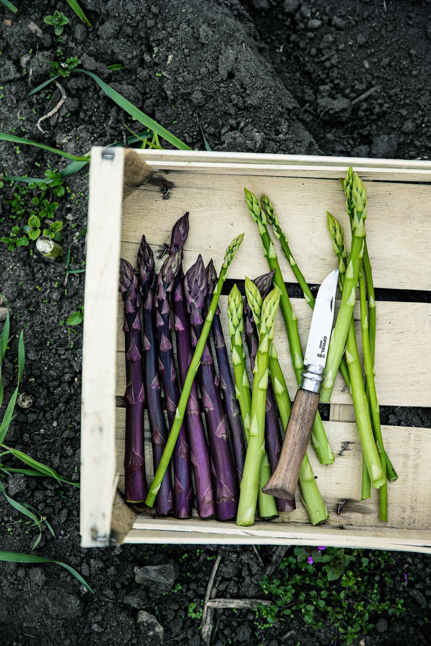 spargelernte-gruener-violetter-spargel-reportage-veggielicious-food-fotografie-91-dt-hoch.jpg